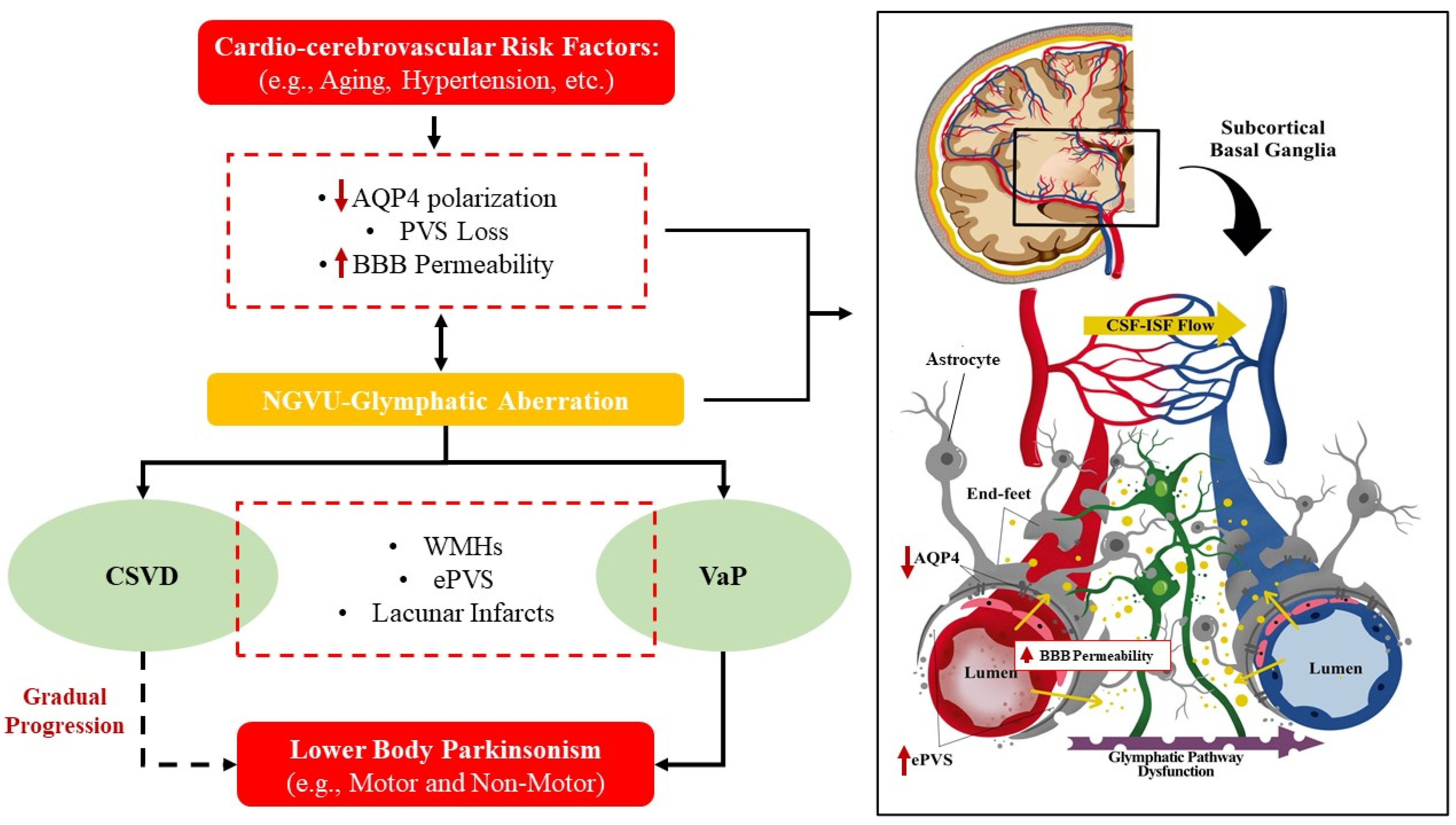 Pharmaceutics | Free Full-Text | Aberrant Neurogliovascular Unit Dynamics  in Cerebral Small Vessel Disease: A Rheological Clue to Vascular  Parkinsonism