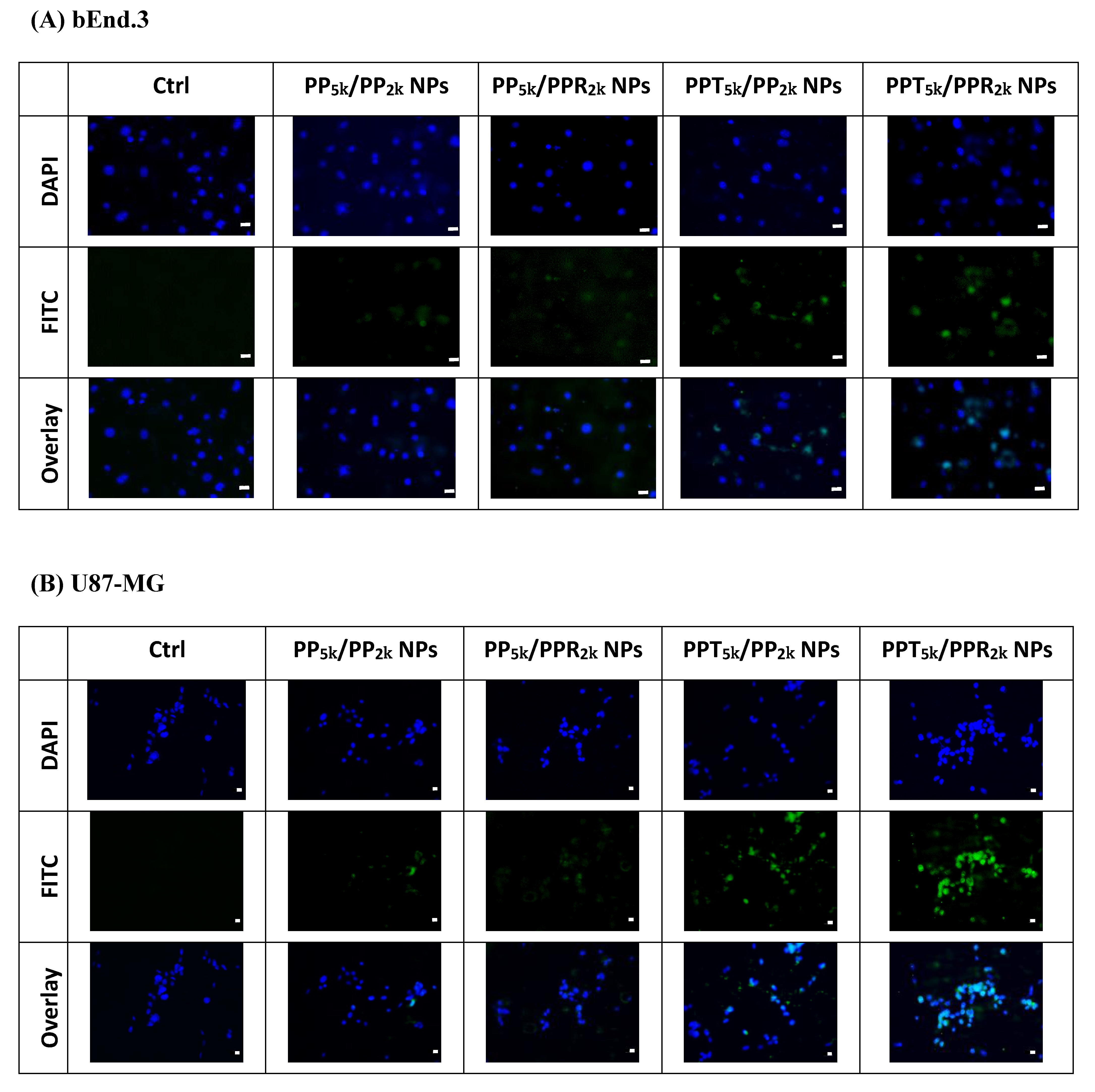 Pharmaceutics 13 01249 g004