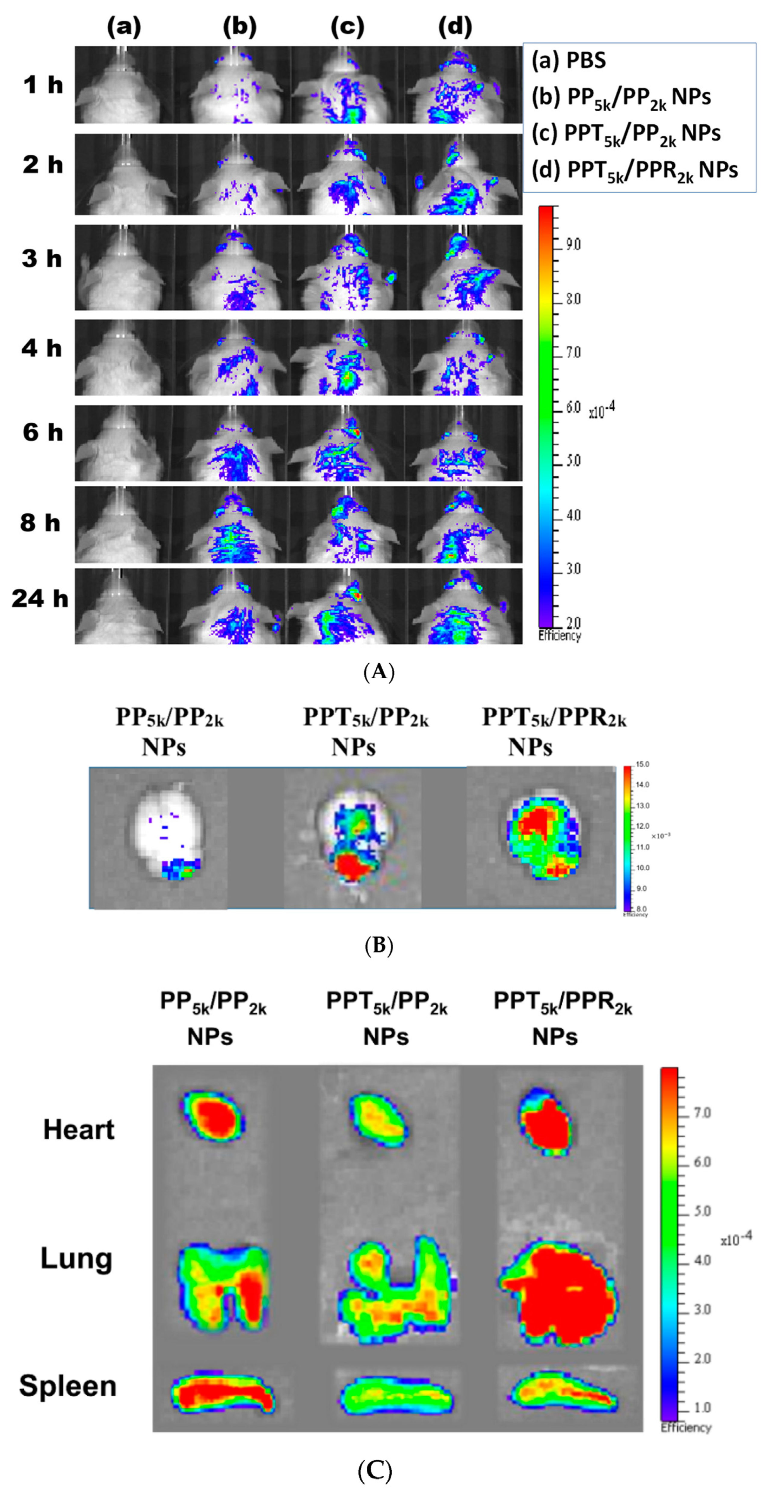 Pharmaceutics 13 01249 g008