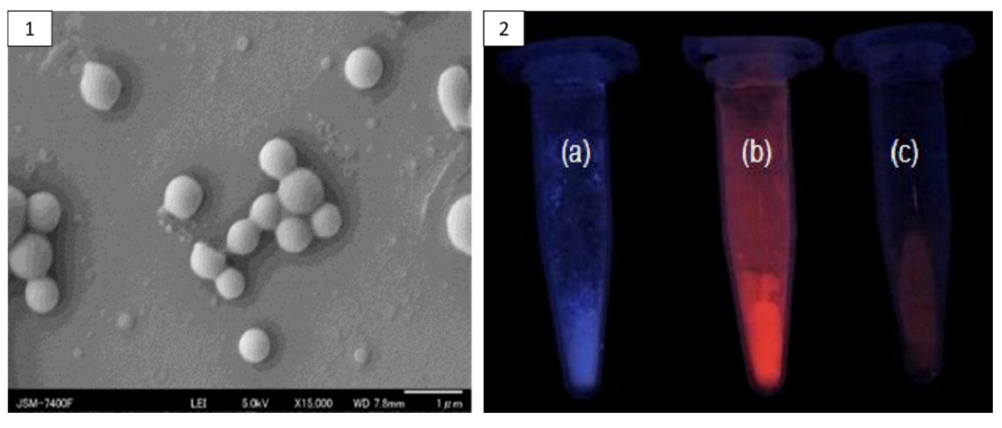 Pharmaceutics 13 01354 g008
