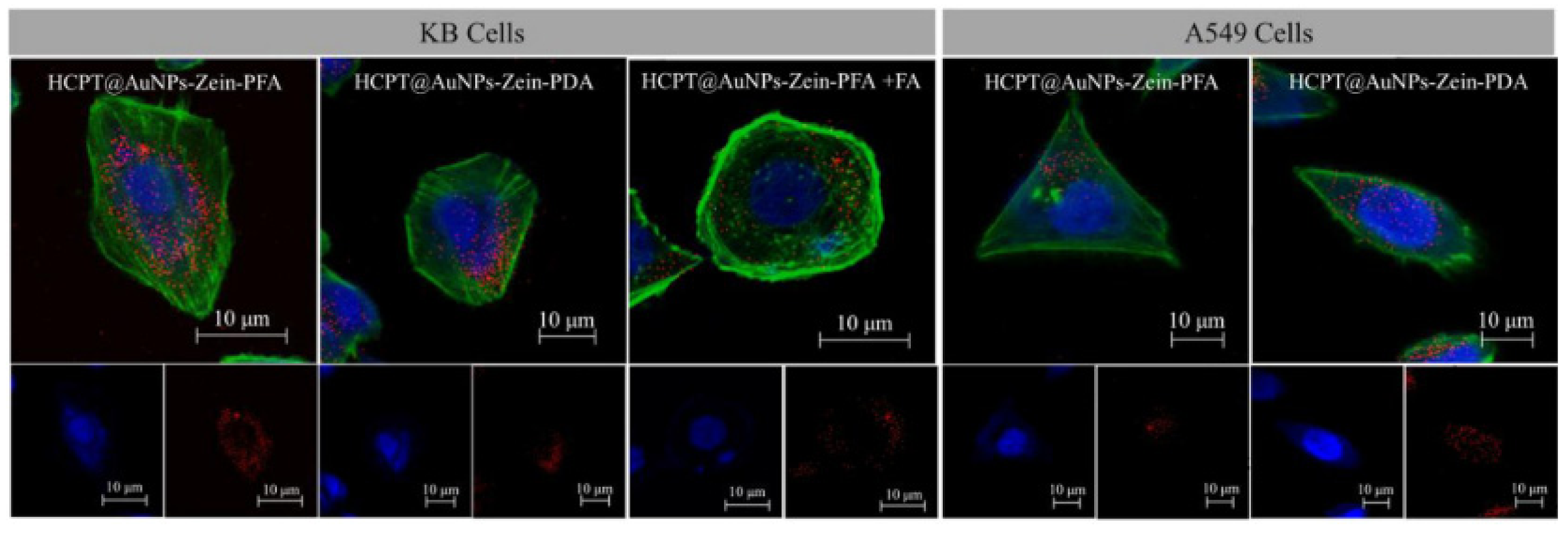 Pharmaceutics 13 01354 g010