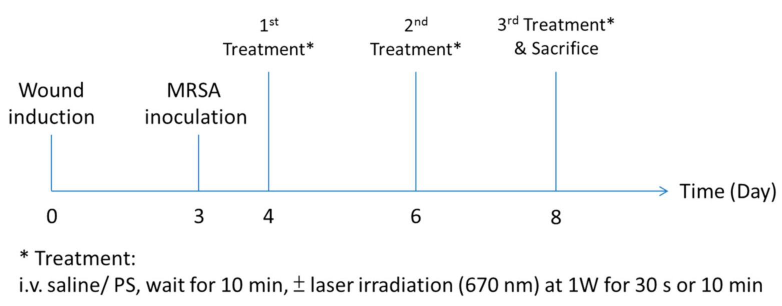 Pharmaceutics Free Full Text Hypericin And Pheophorbide A Mediated Photodynamic Therapy Fighting Mrsa Wound Infections A Translational Study From In Vitro To In Vivo Html