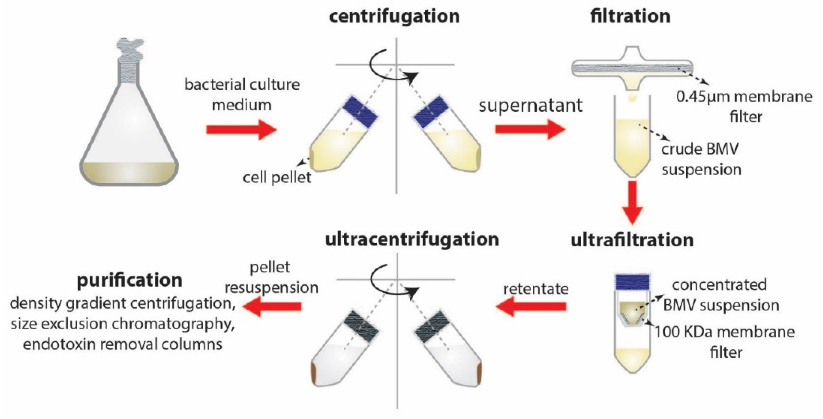 Pharmaceutics 13 01430 g004