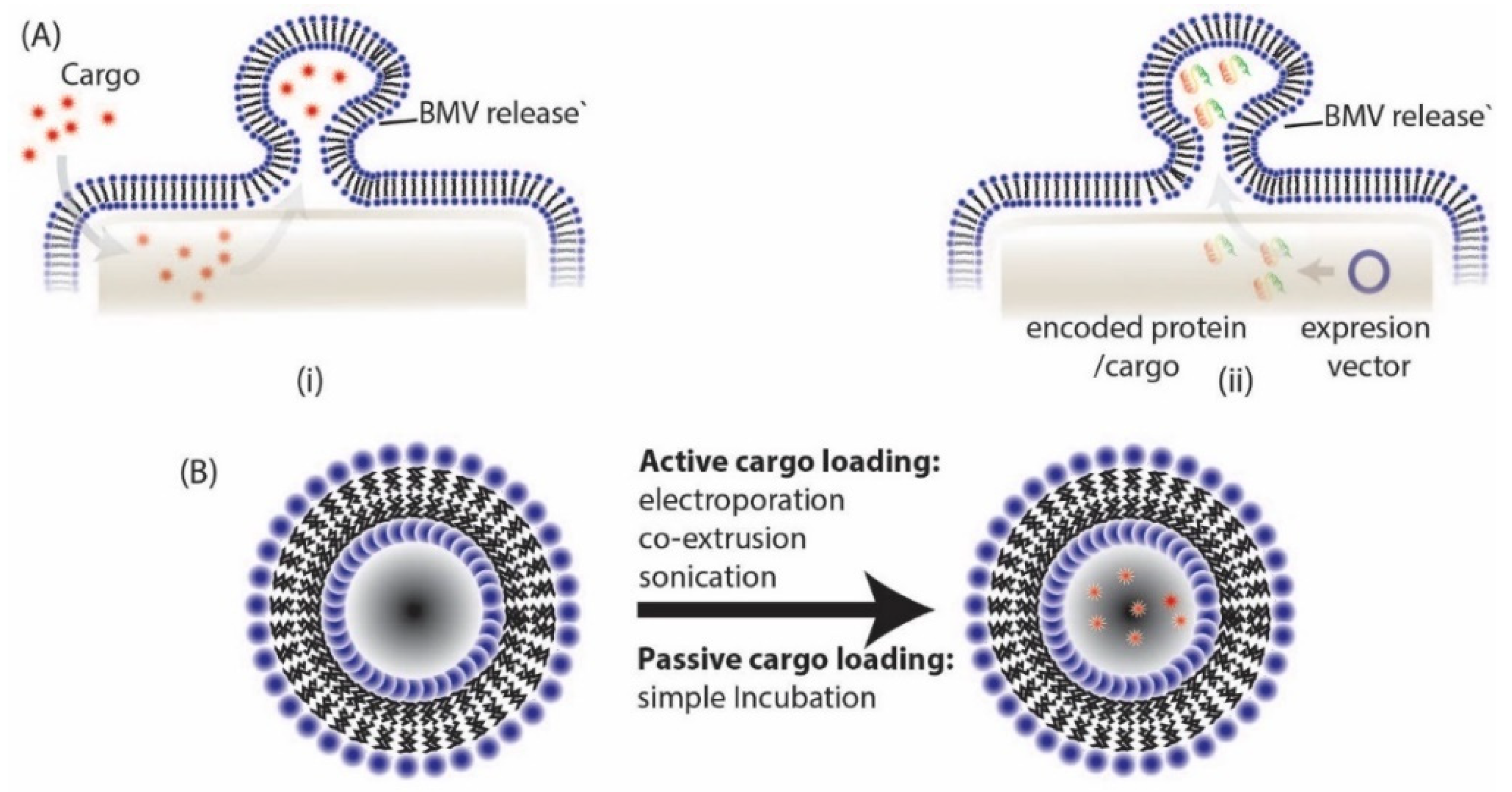 Pharmaceutics 13 01430 g006