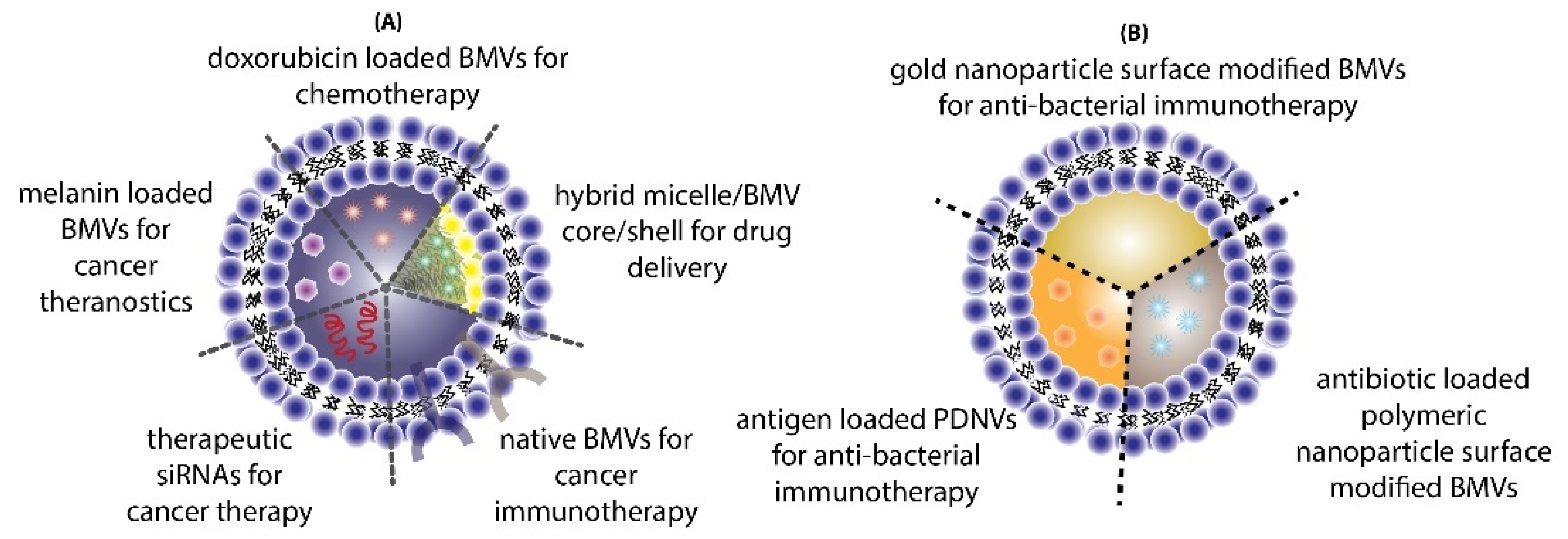 Pharmaceutics 13 01430 g010