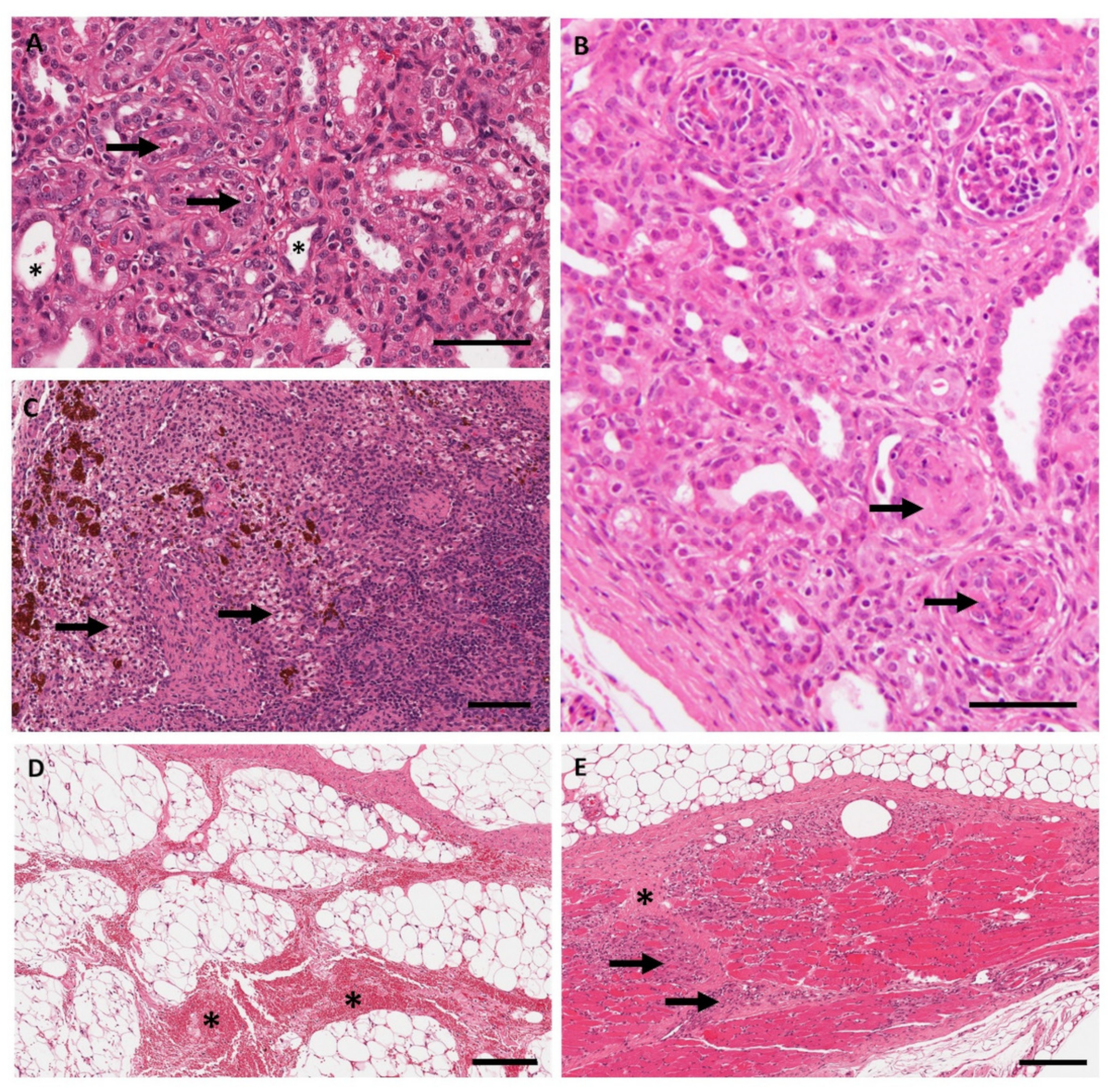 Pharmaceutics 13 01442 g006 Pharmaceutics 13 01442 g006