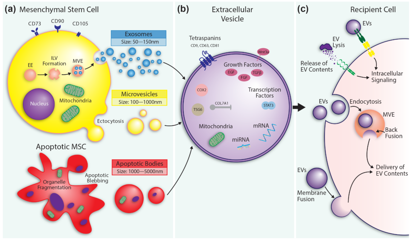 Pharmaceutics | Free Full-Text | Extracellular Vesicles as Therapeutic  Tools for the Treatment of Chronic Wounds | HTML