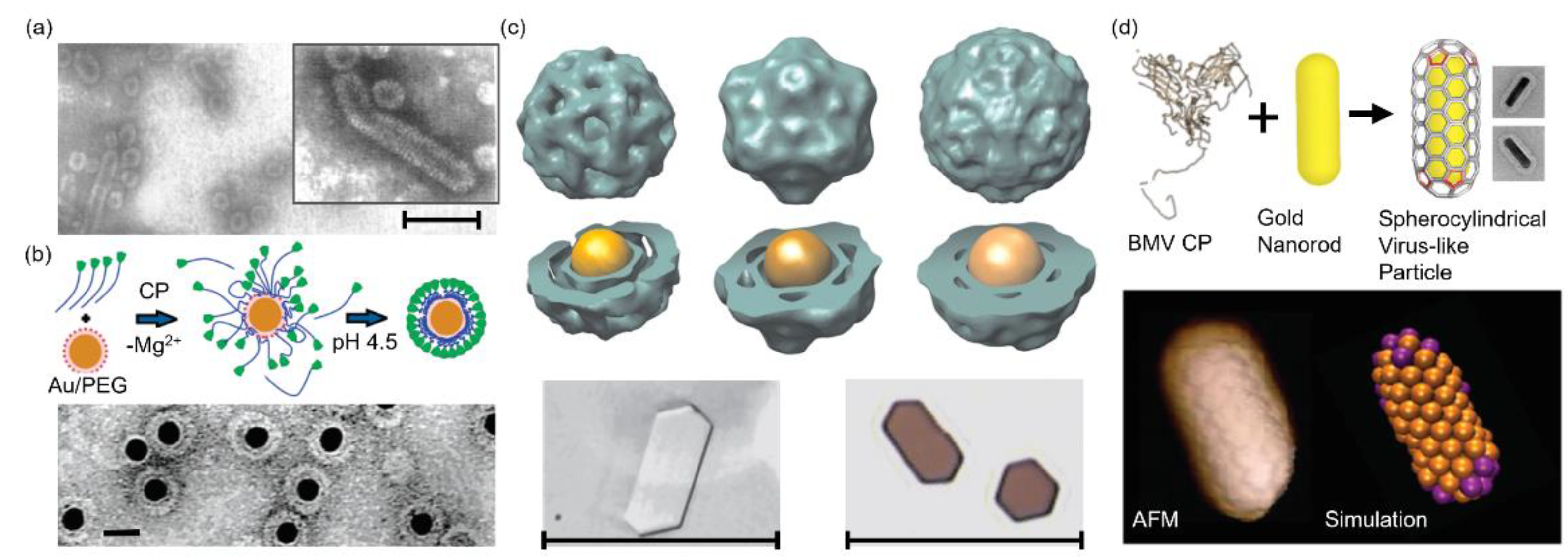 Pharmaceutics 13 01551 g002 Pharmaceutics 13 01551 g002