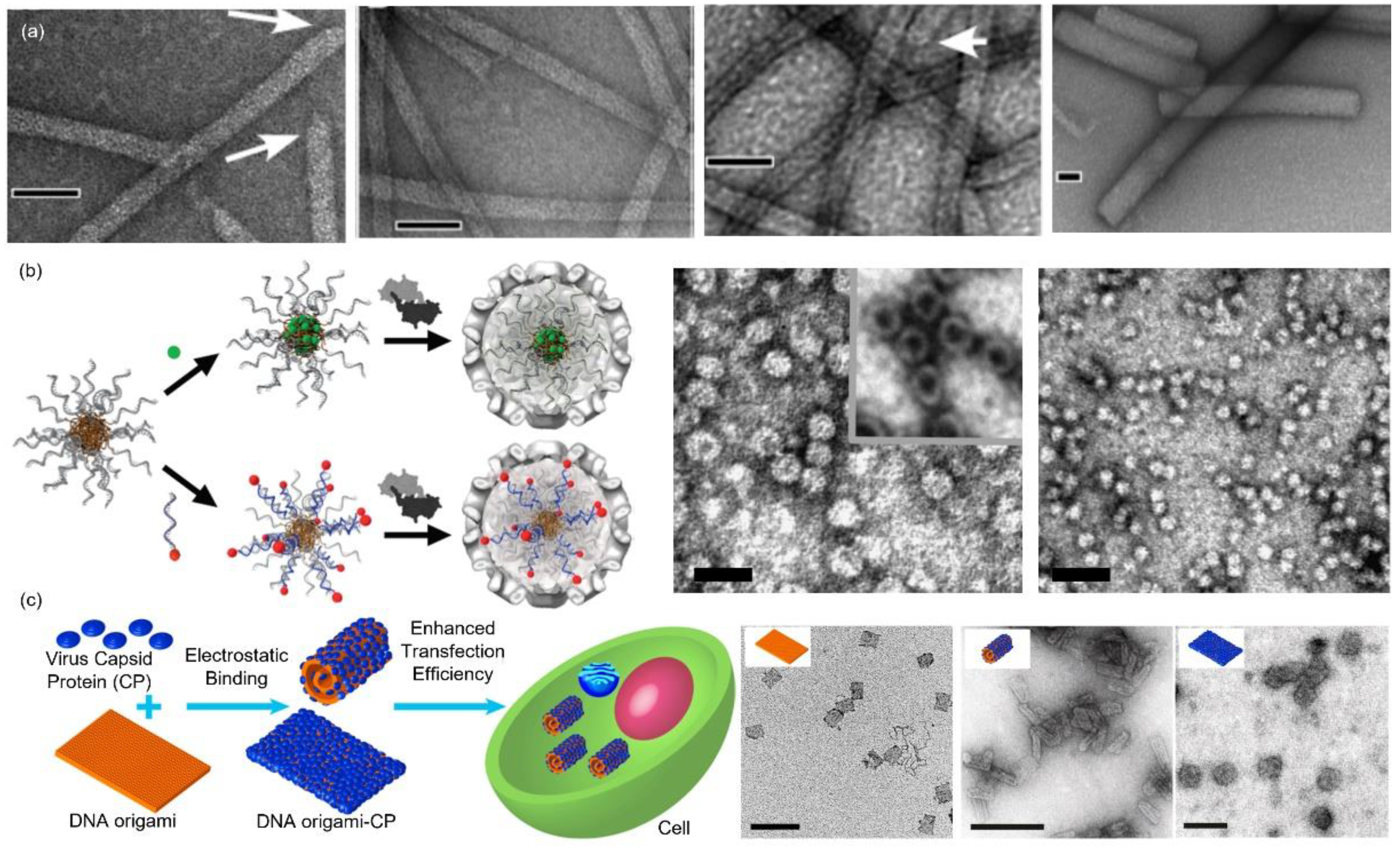 Pharmaceutics 13 01551 g003 Pharmaceutics 13 01551 g003