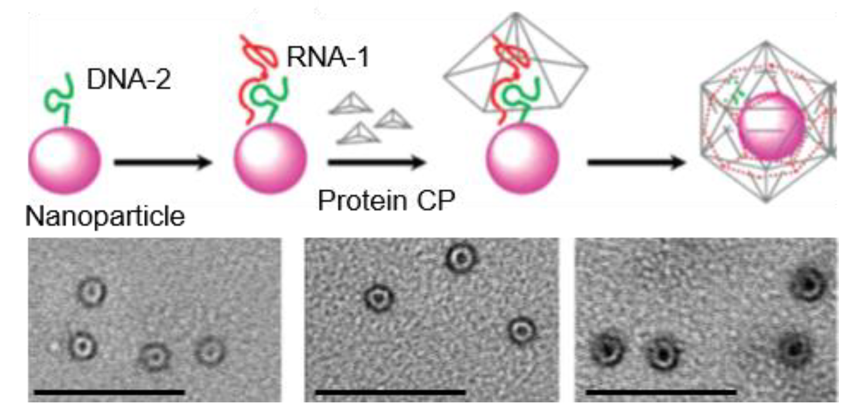 Pharmaceutics 13 01551 g005 Pharmaceutics 13 01551 g005