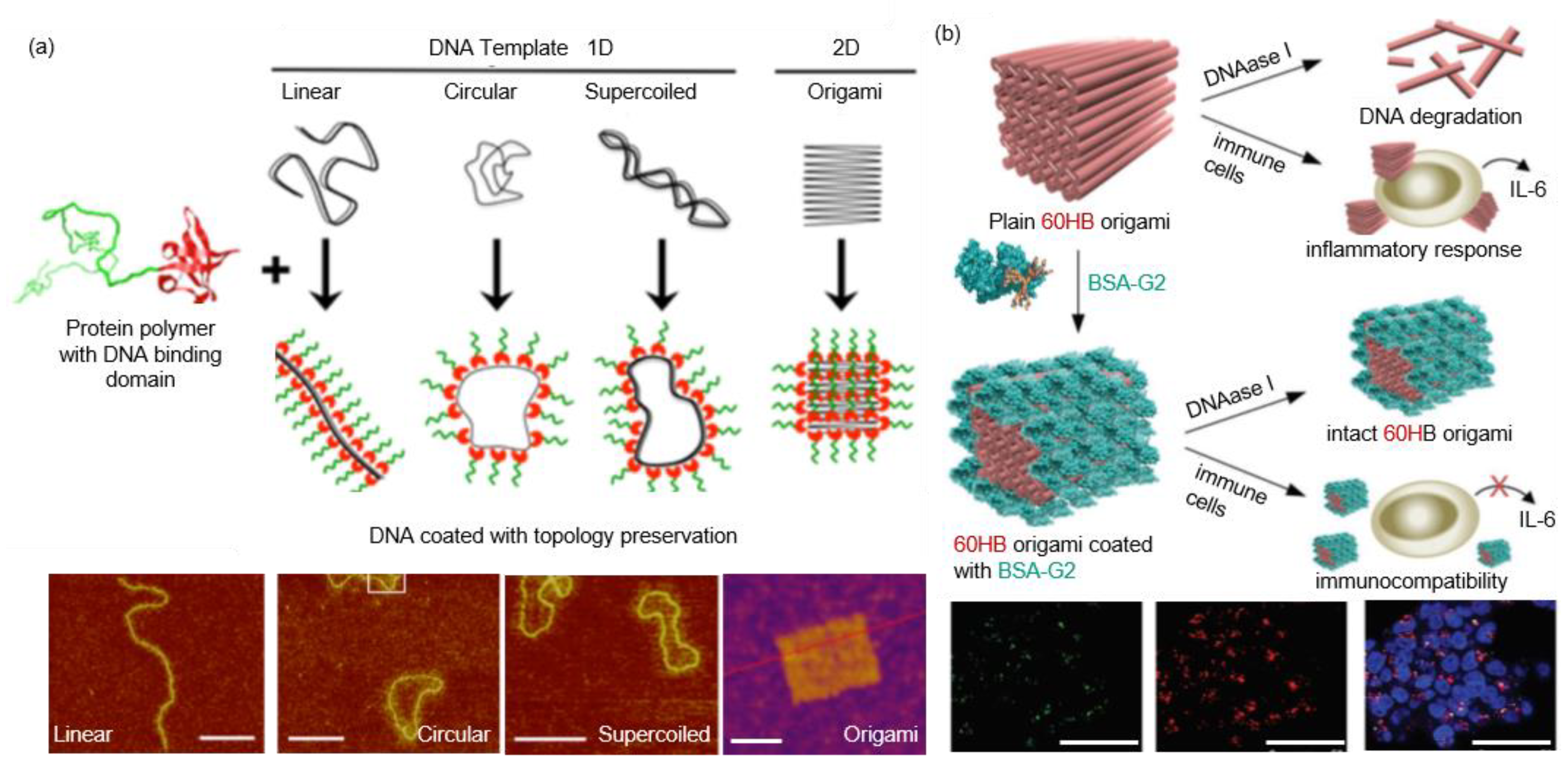 Pharmaceutics 13 01551 g007 Pharmaceutics 13 01551 g007