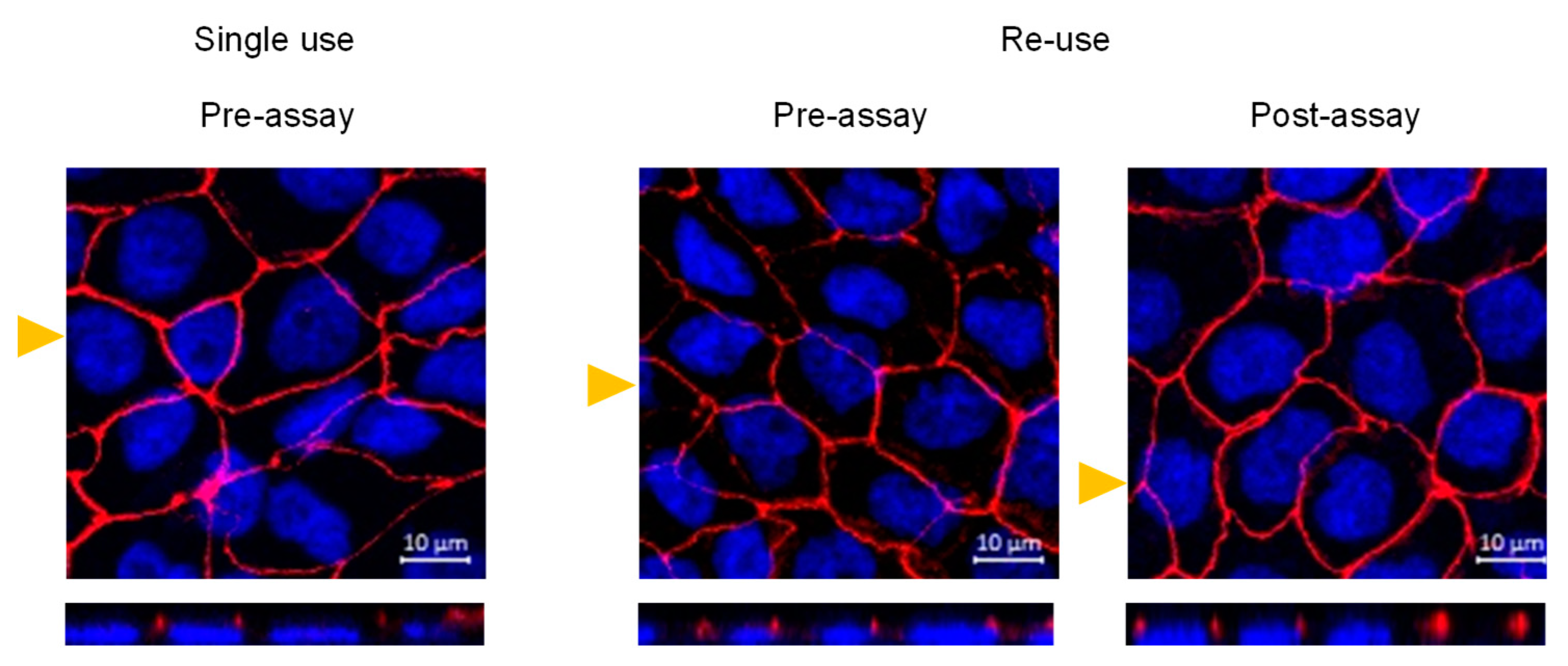 Pharmaceutics 13 01563 g007