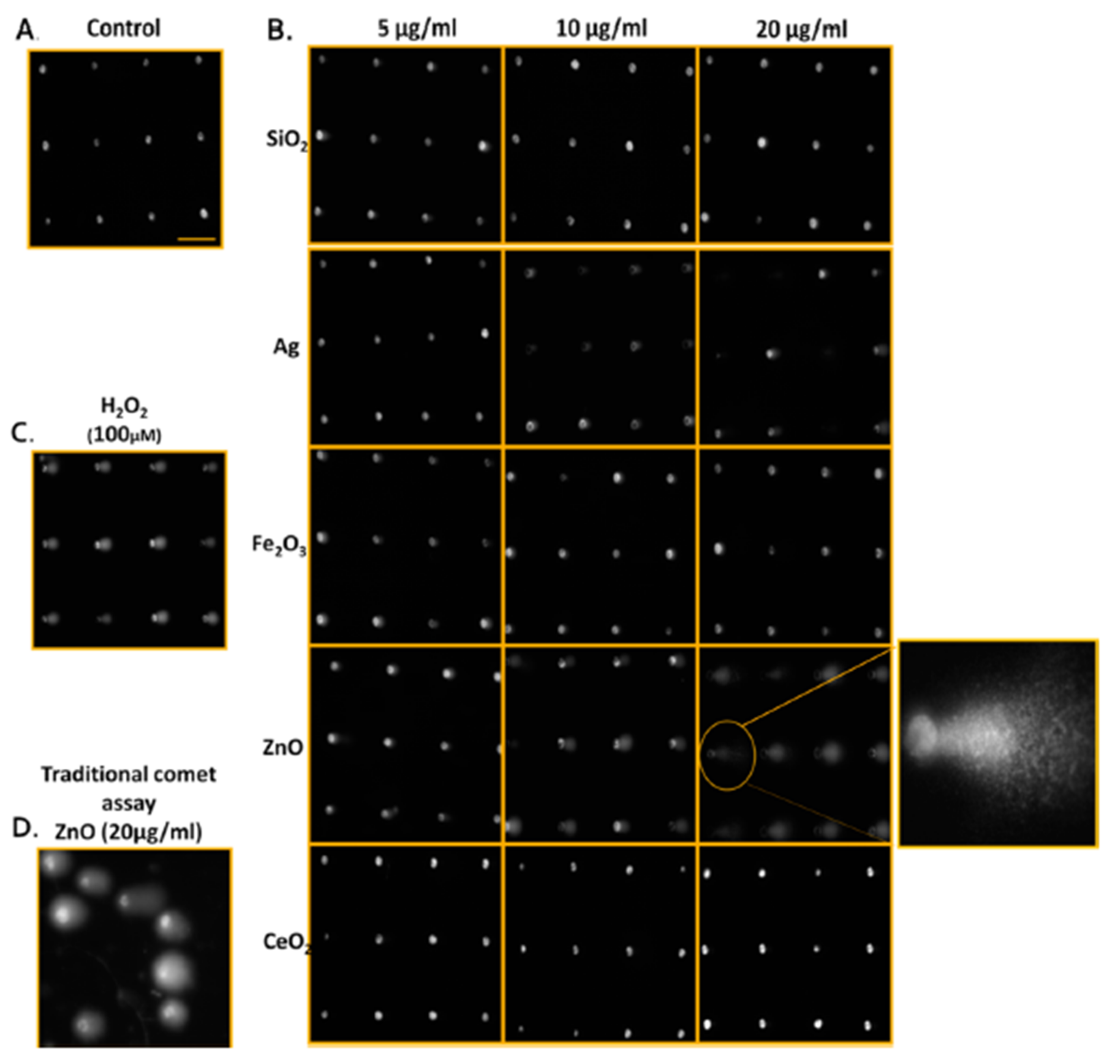 Pharmaceutics 13 01615 g003