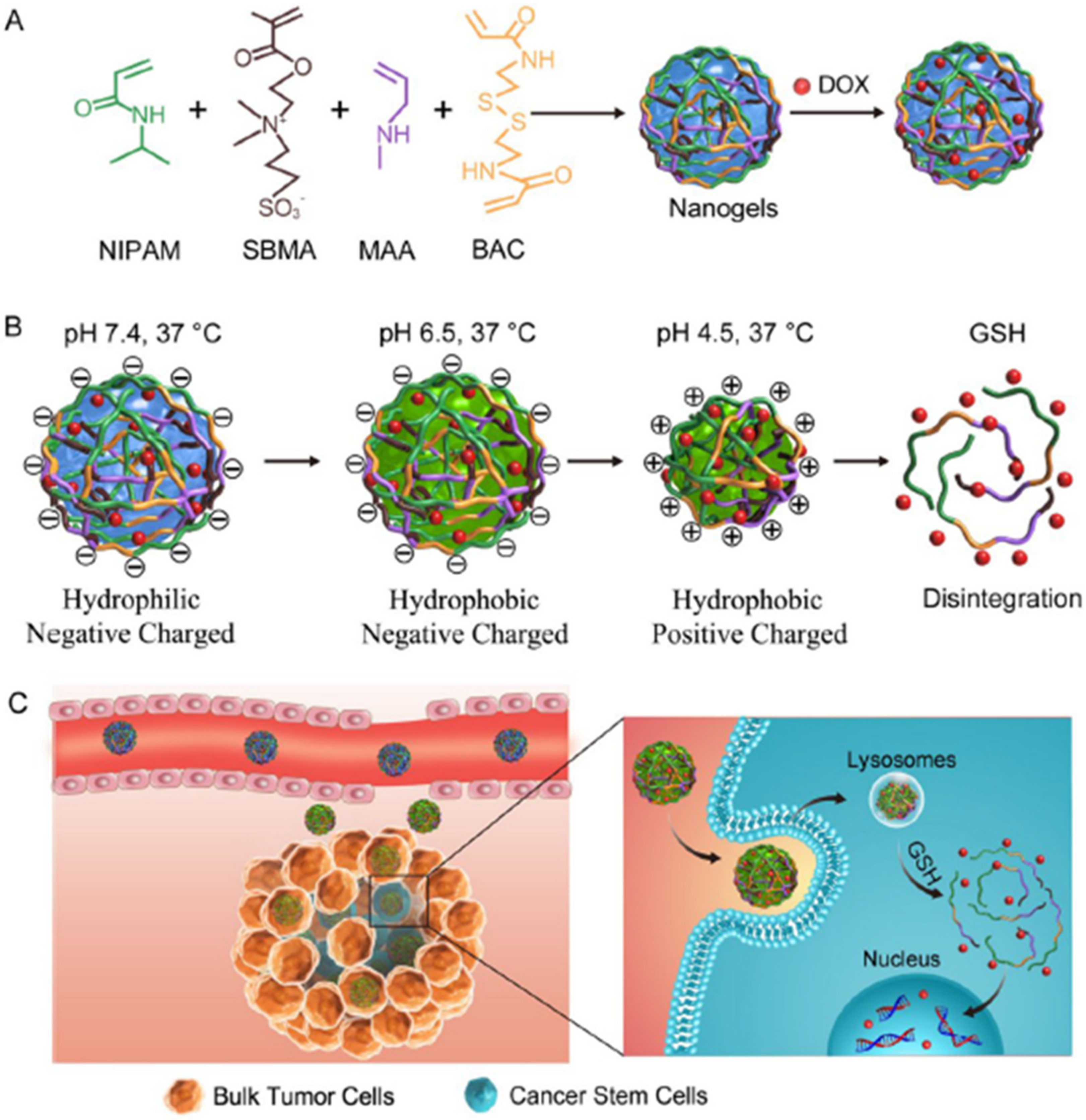 Pharmaceutics 13 01615 g010