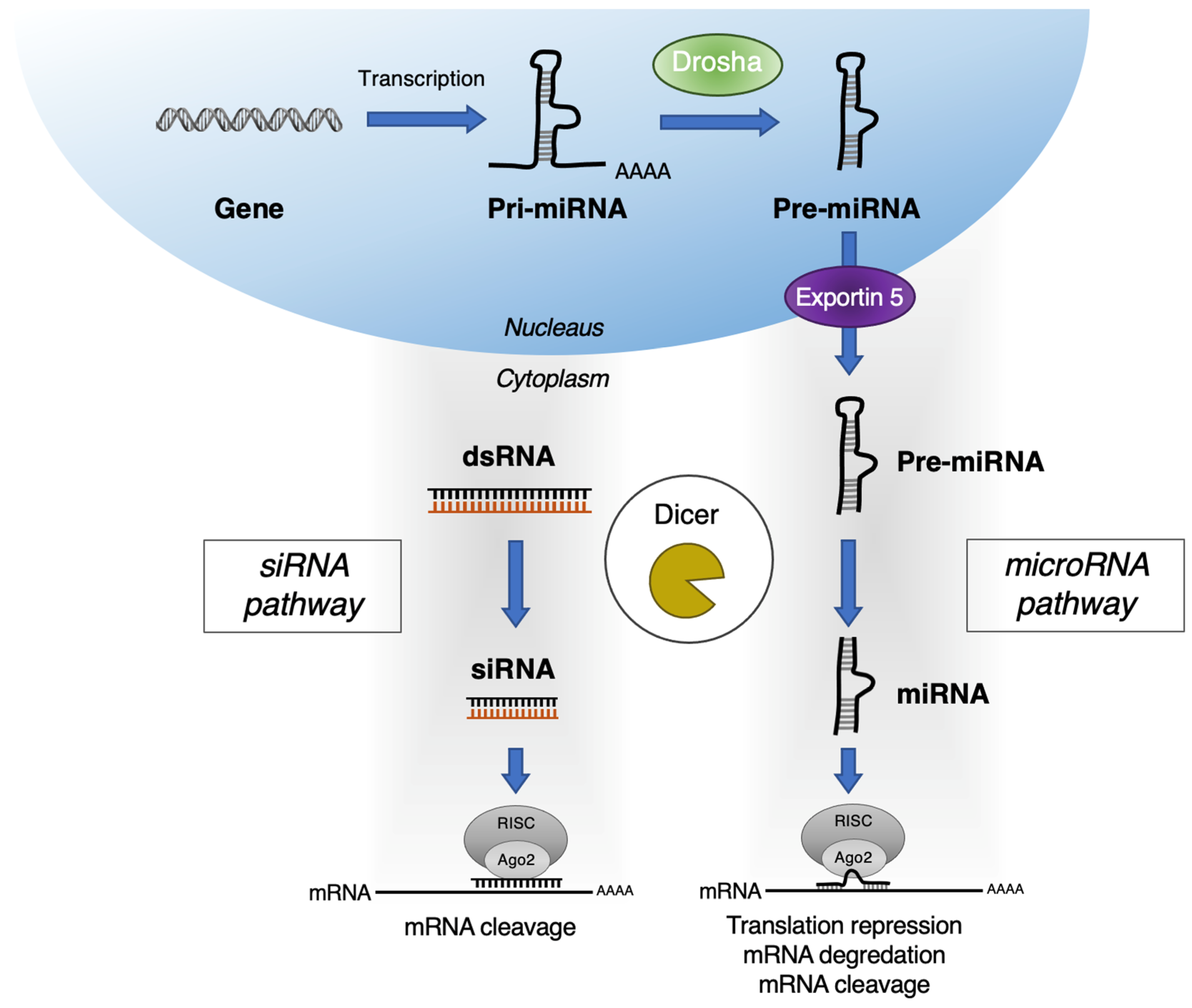 Pharmaceutics 13 01638 g001