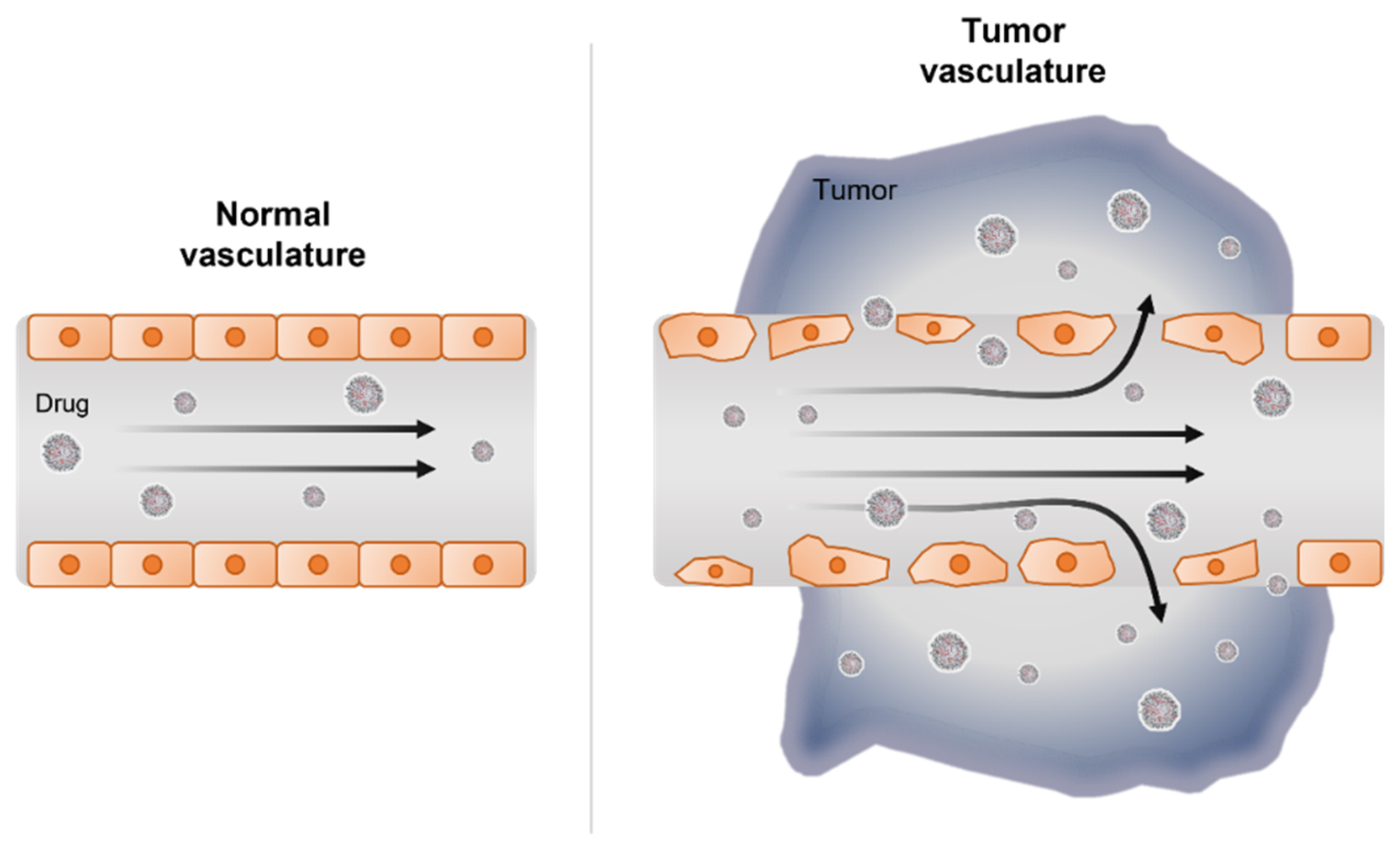 Pharmaceutics 13 01638 g002