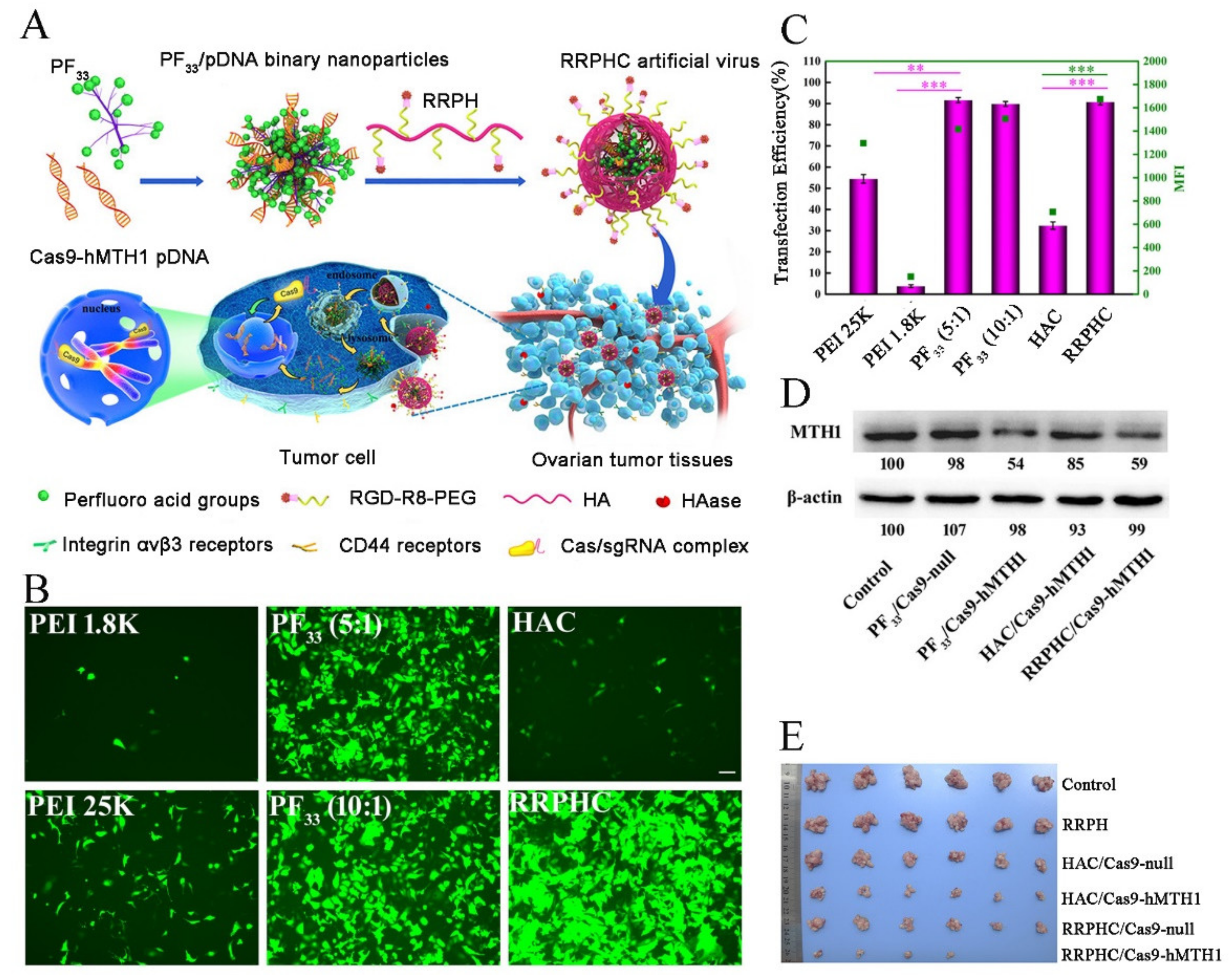 Pharmaceutics 13 01649 g004