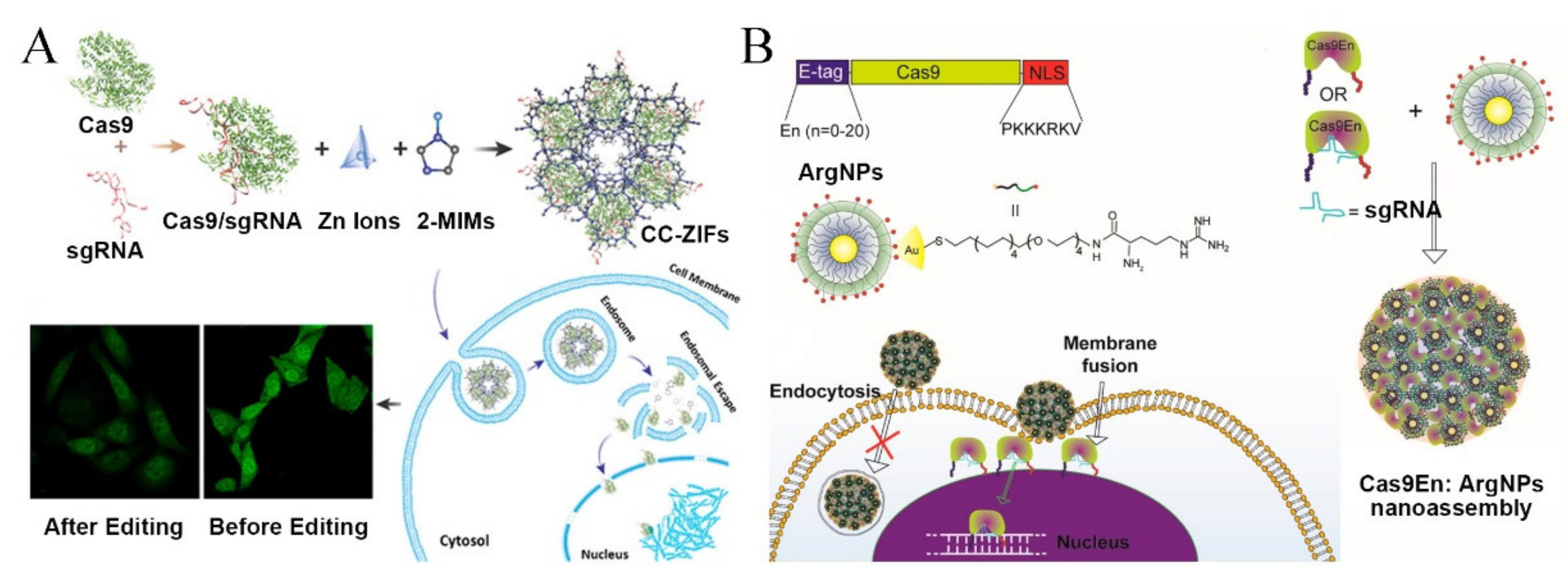 Pharmaceutics 13 01649 g009