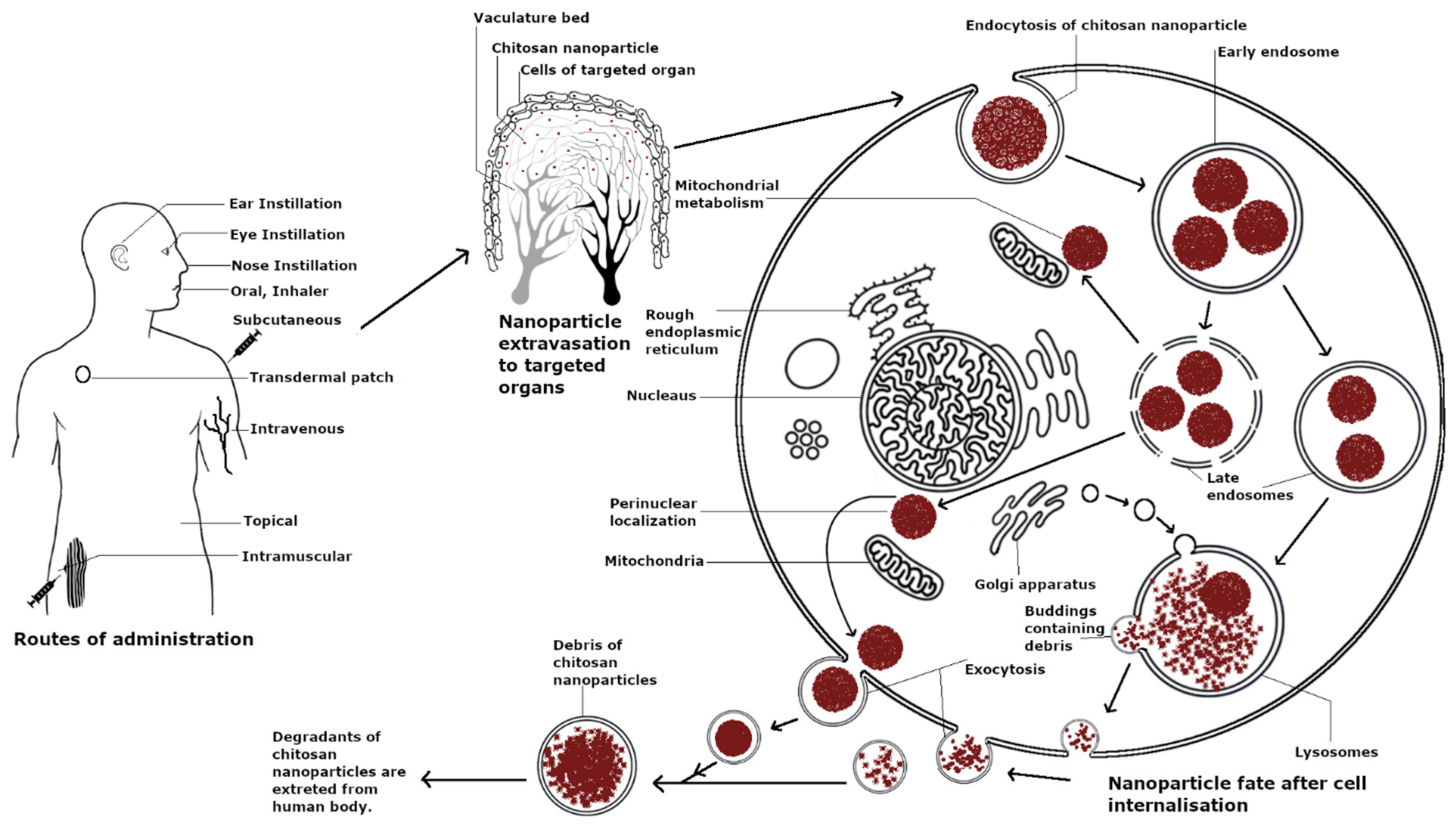 Pharmaceutics 13 01686 g003 Pharmaceutics 13 01686 g003