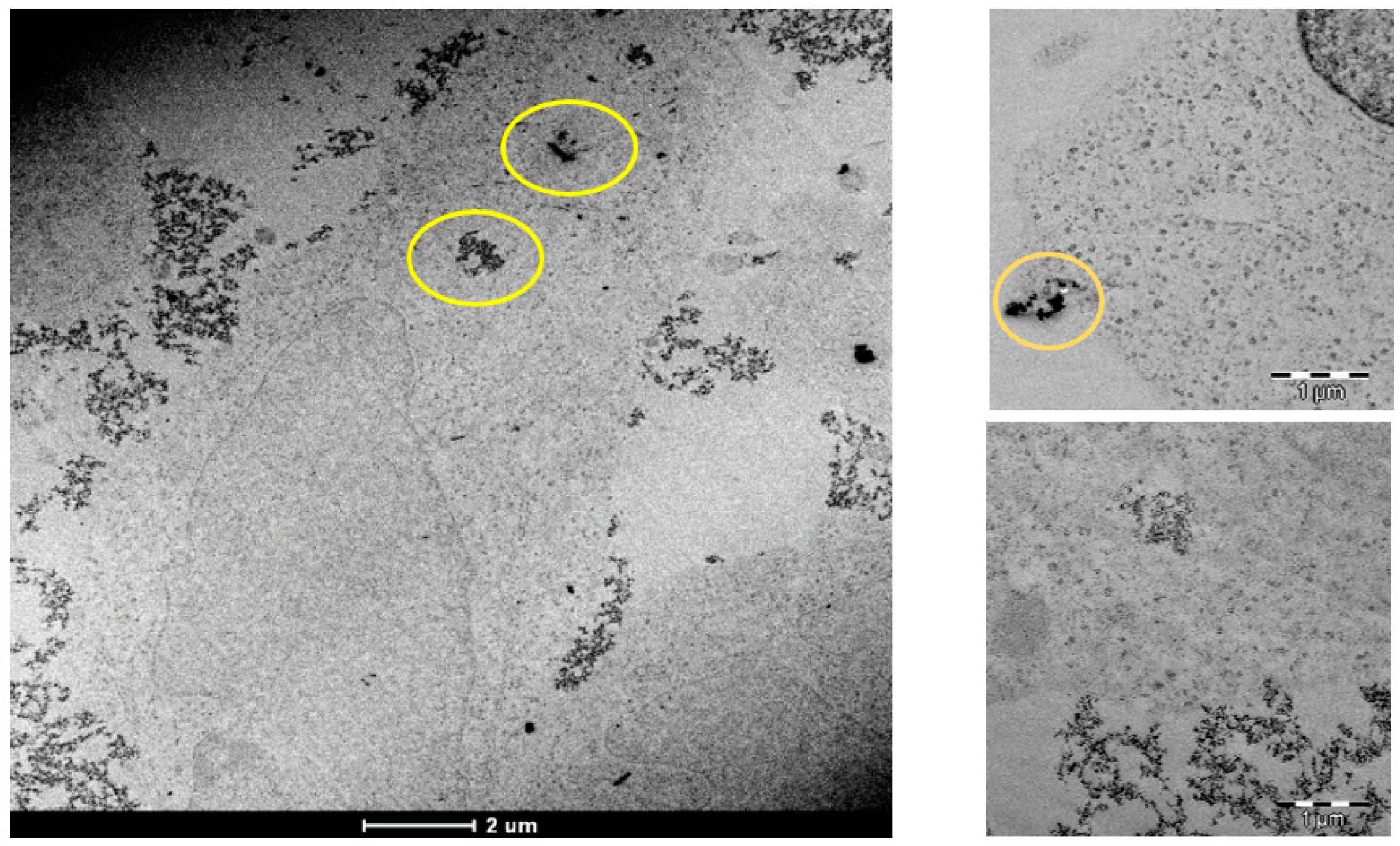 Pharmaceutics 13 01730 g001 Pharmaceutics 13 01730 g001