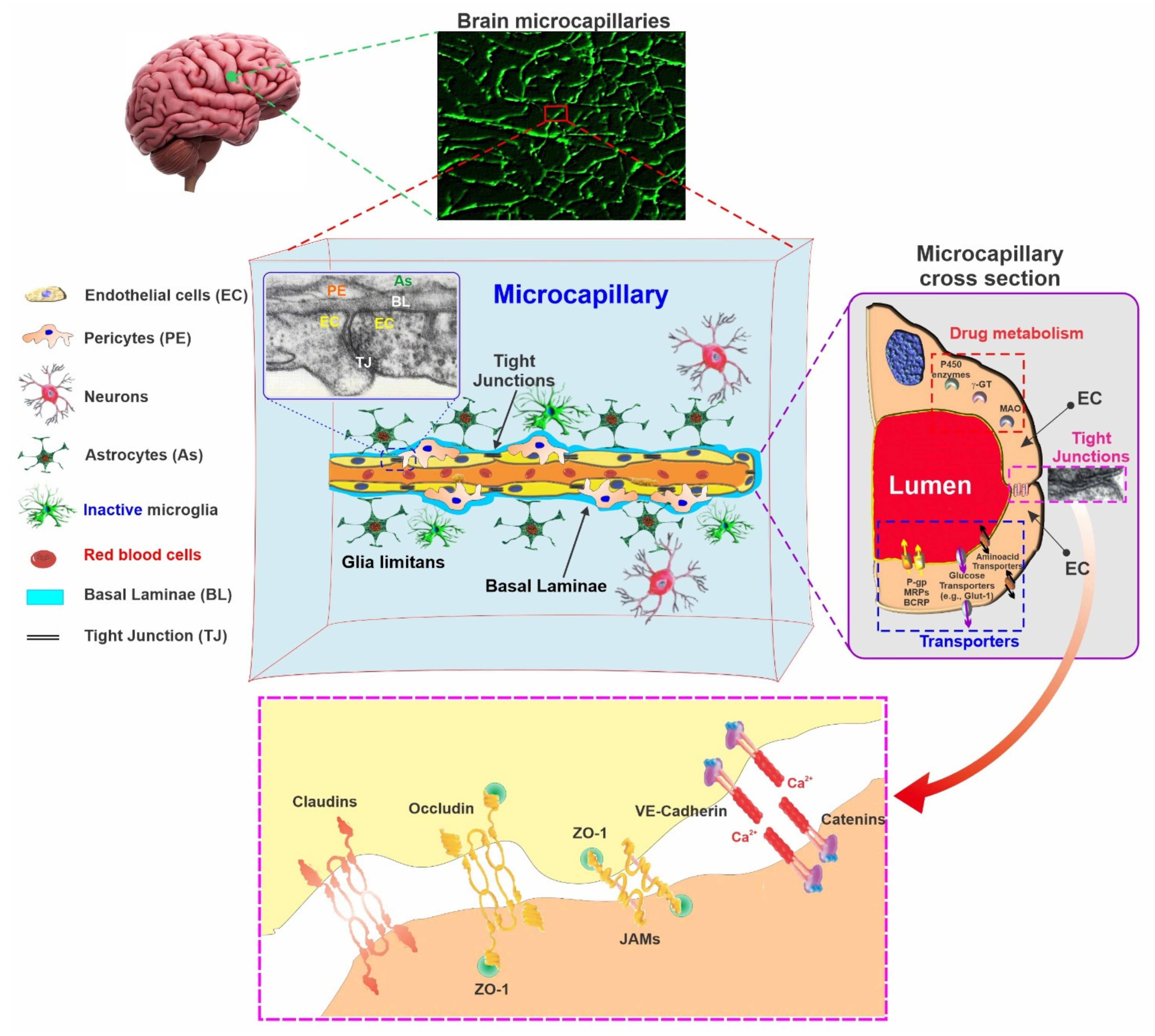 Pharmaceutics | Free Full-Text | Blood-Brain Barrier Dysfunction in CNS  Disorders and Putative Therapeutic Targets: An Overview