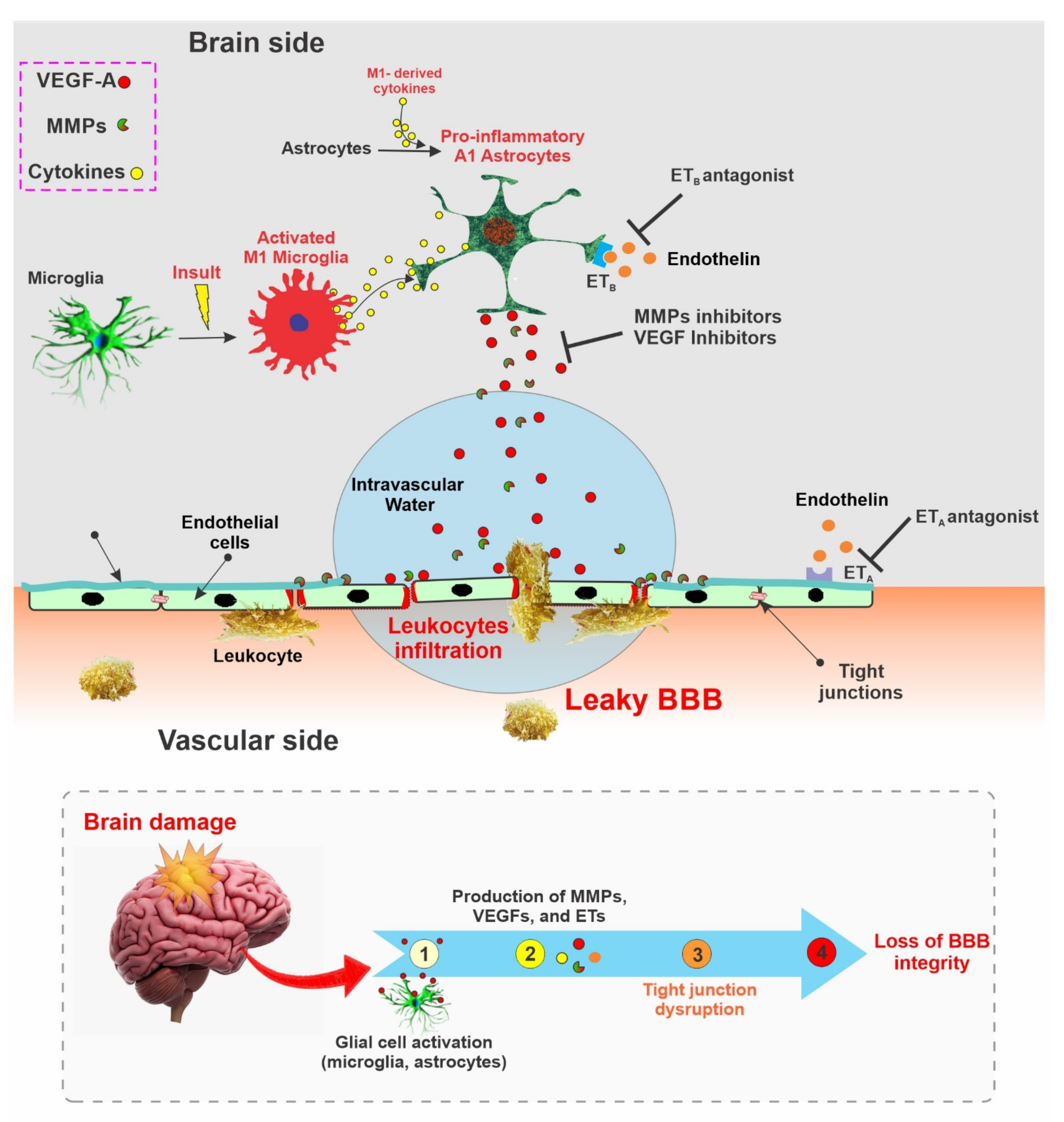 Pharmaceutics | Free Full-Text | Blood-Brain Barrier Dysfunction in CNS  Disorders and Putative Therapeutic Targets: An Overview