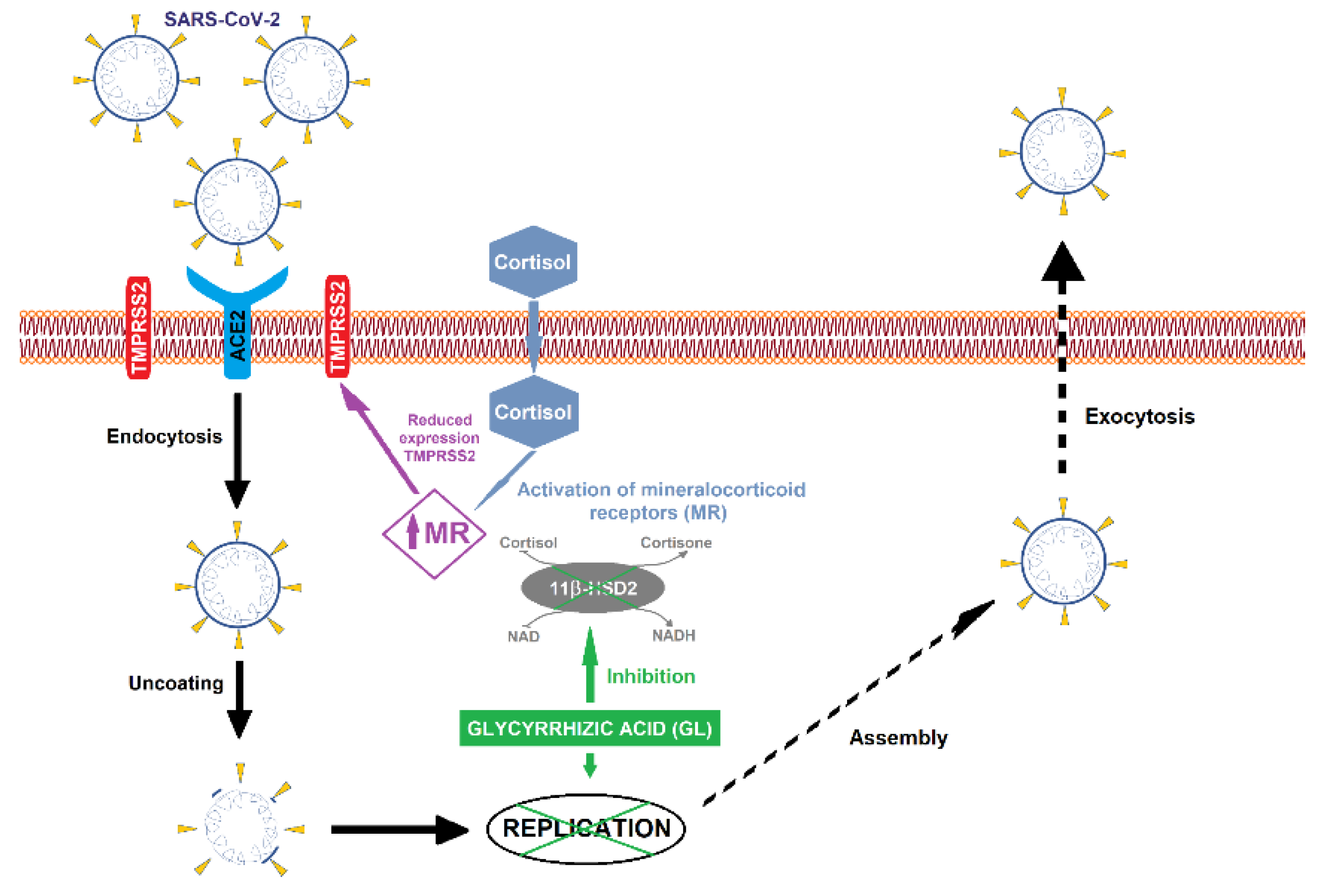 Pharmaceutics | Free Full-Text | Glycyrrhizic Acid And Its Hydrolyzed ...