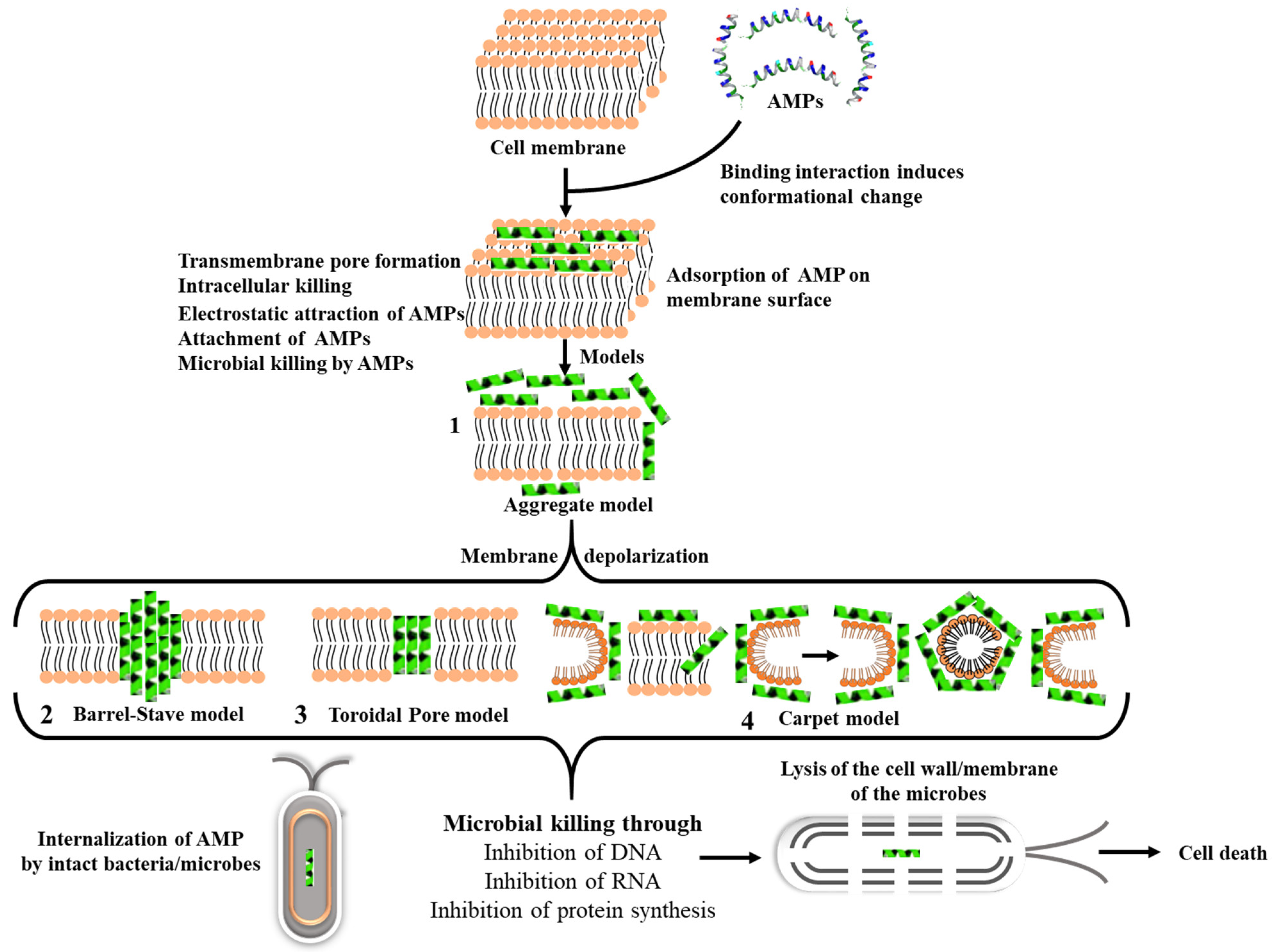 Pharmaceutics 13 01795 g003 Pharmaceutics 13 01795 g003