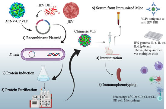 Pharmaceutics | Free Full-Text | Immunological Analysis of Nodavirus ...