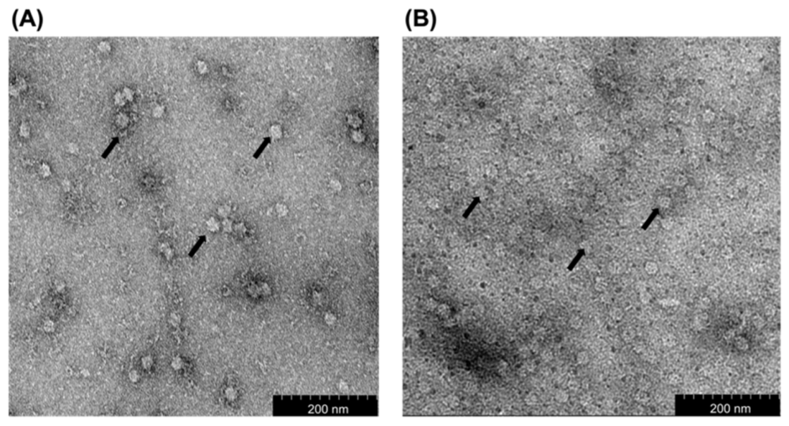 Pharmaceutics 13 01826 g002 Pharmaceutics 13 01826 g002