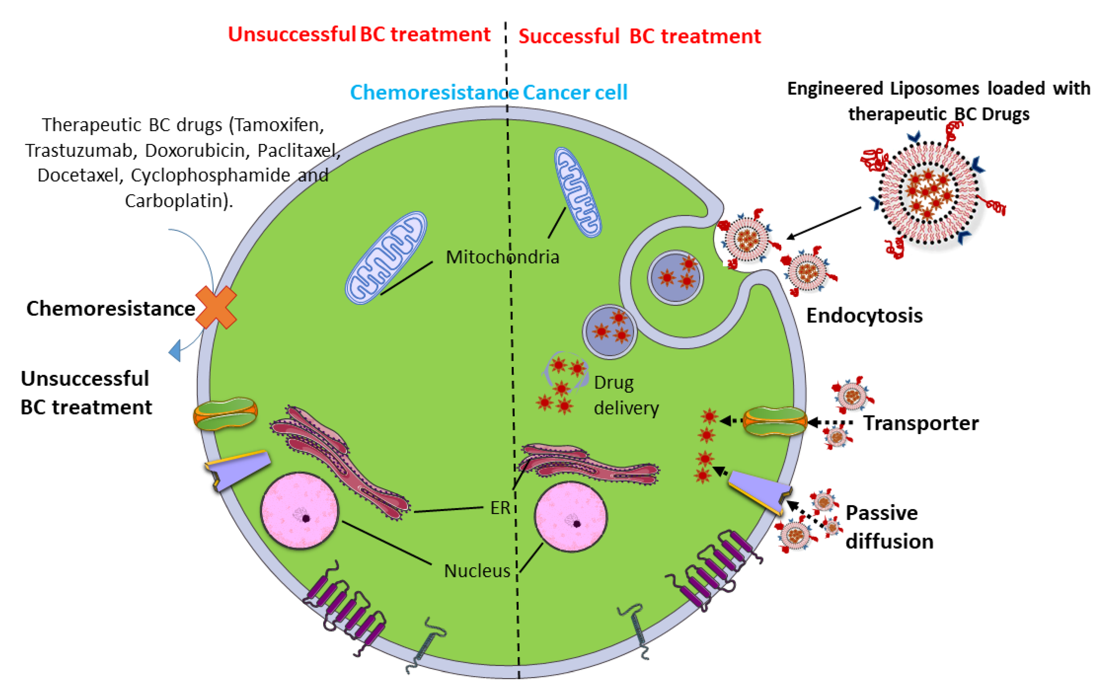 Pharmaceutics 13 01829 g003 Pharmaceutics 13 01829 g003