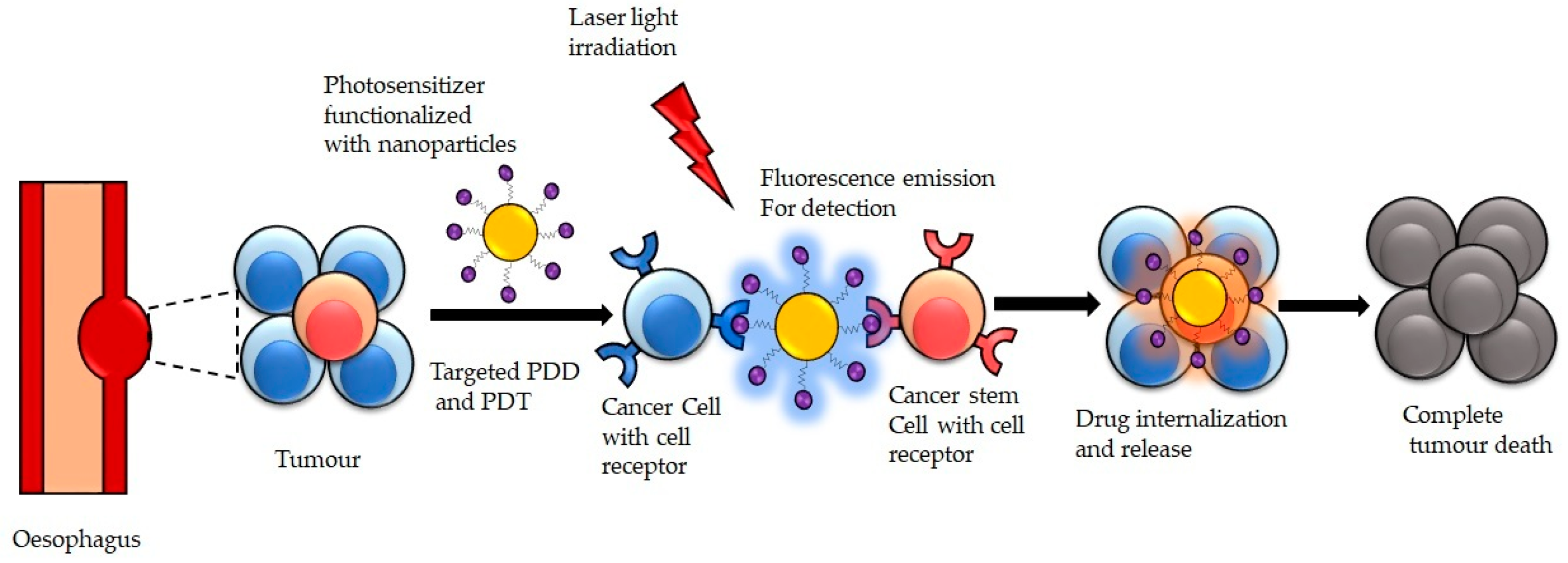 Pharmaceutics | Free Full-Text | Targeted Photodynamic Diagnosis and  Therapy for Esophageal Cancer: Potential Role of Functionalized Nanomedicine