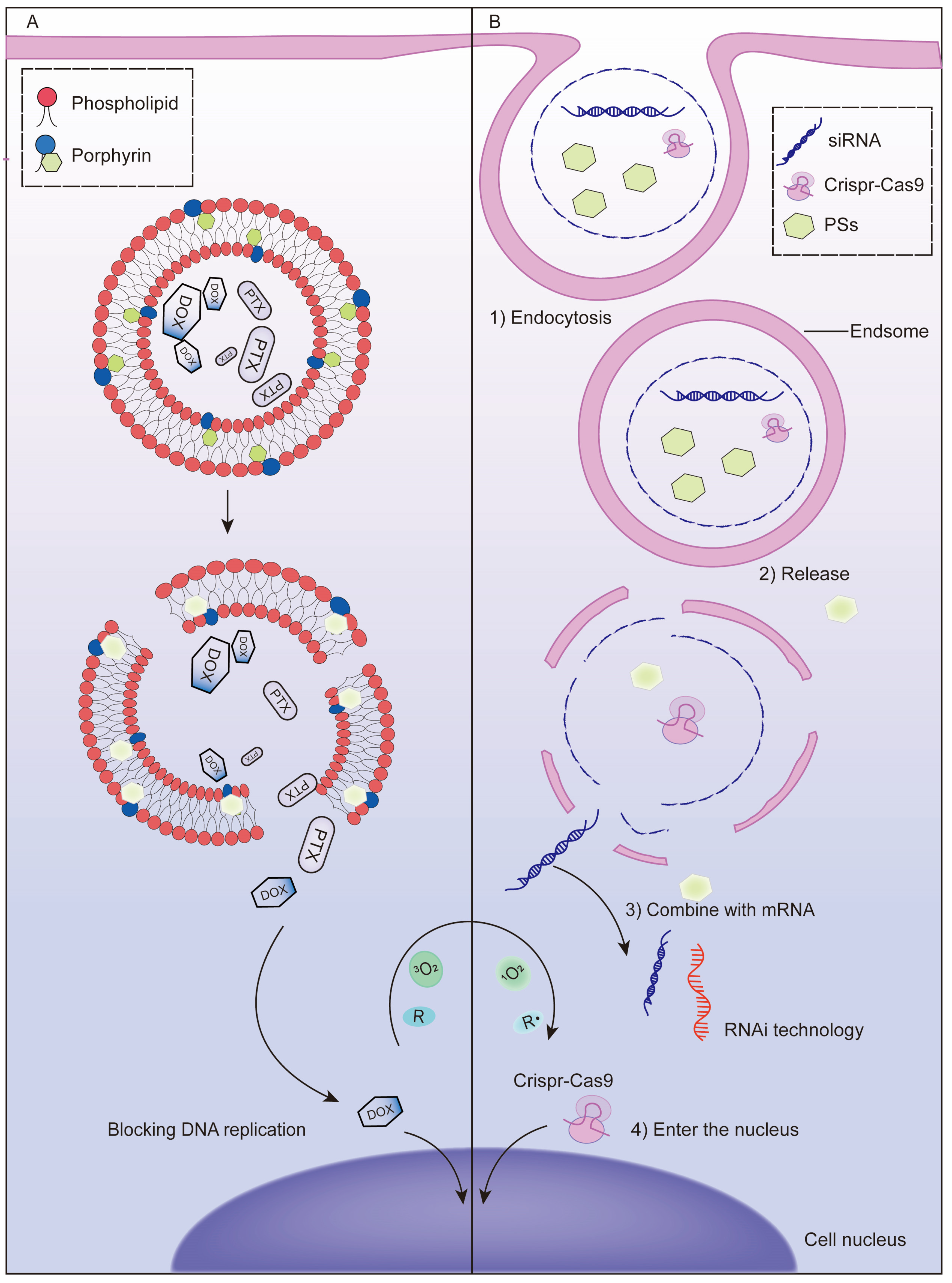 Pharmaceutics 13 01951 g002