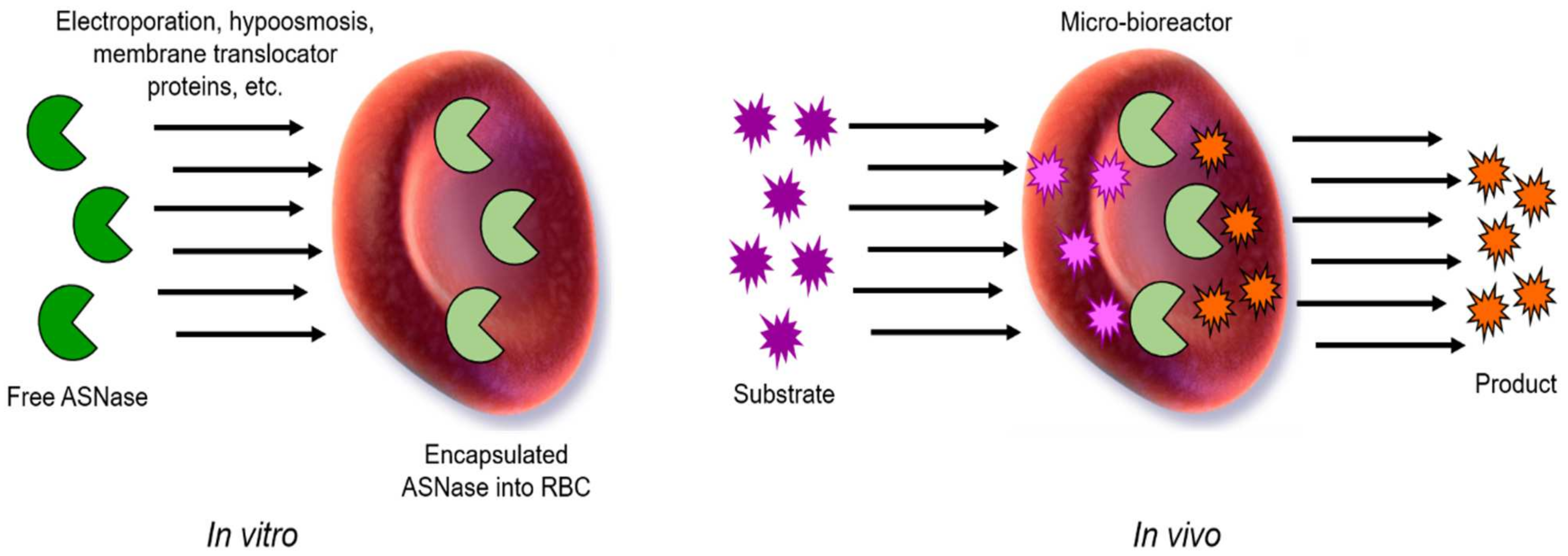 Pharmaceutics 13 01965 g009