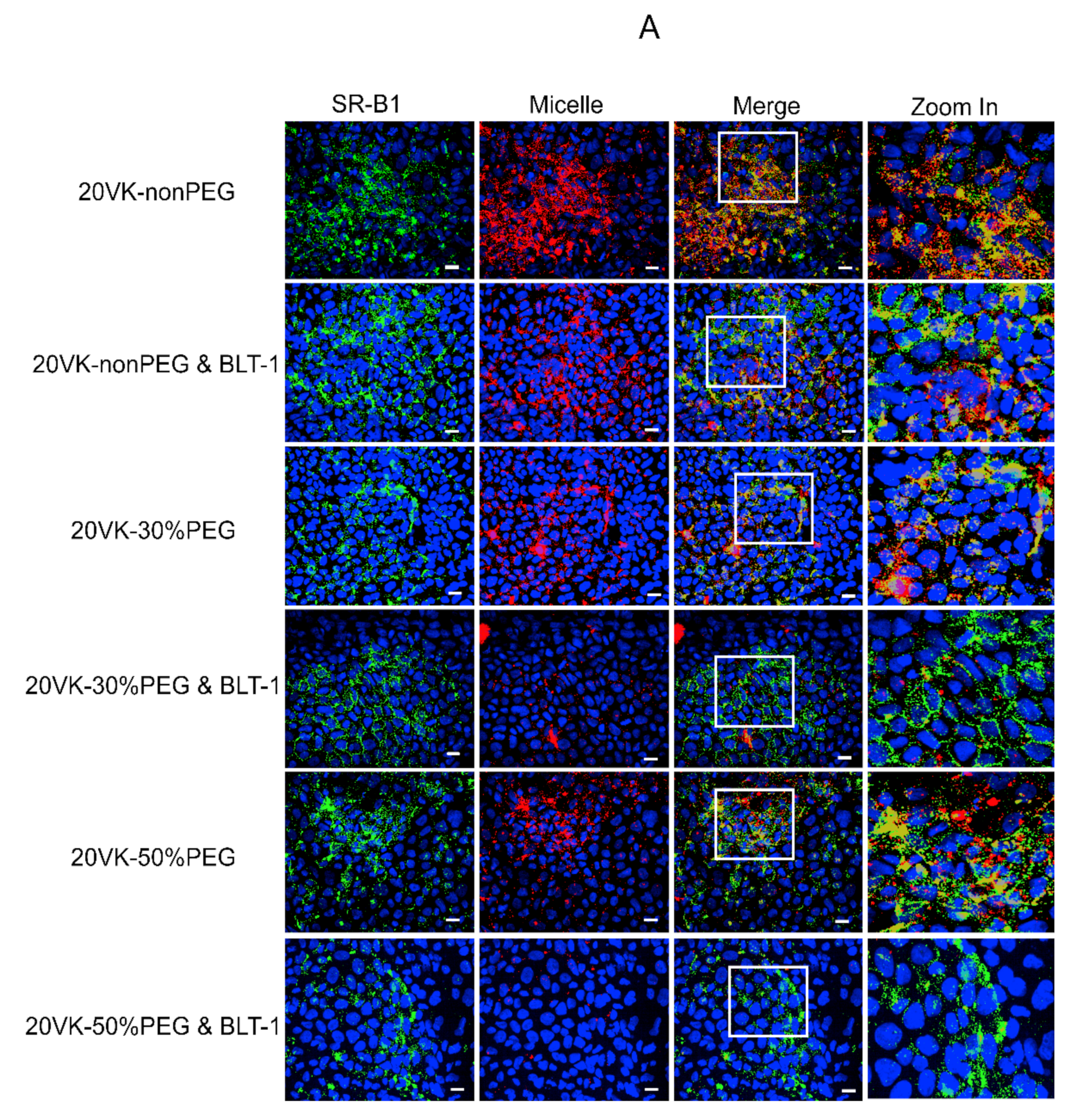 Pharmaceutics 13 02022 g002a Pharmaceutics 13 02022 g002a