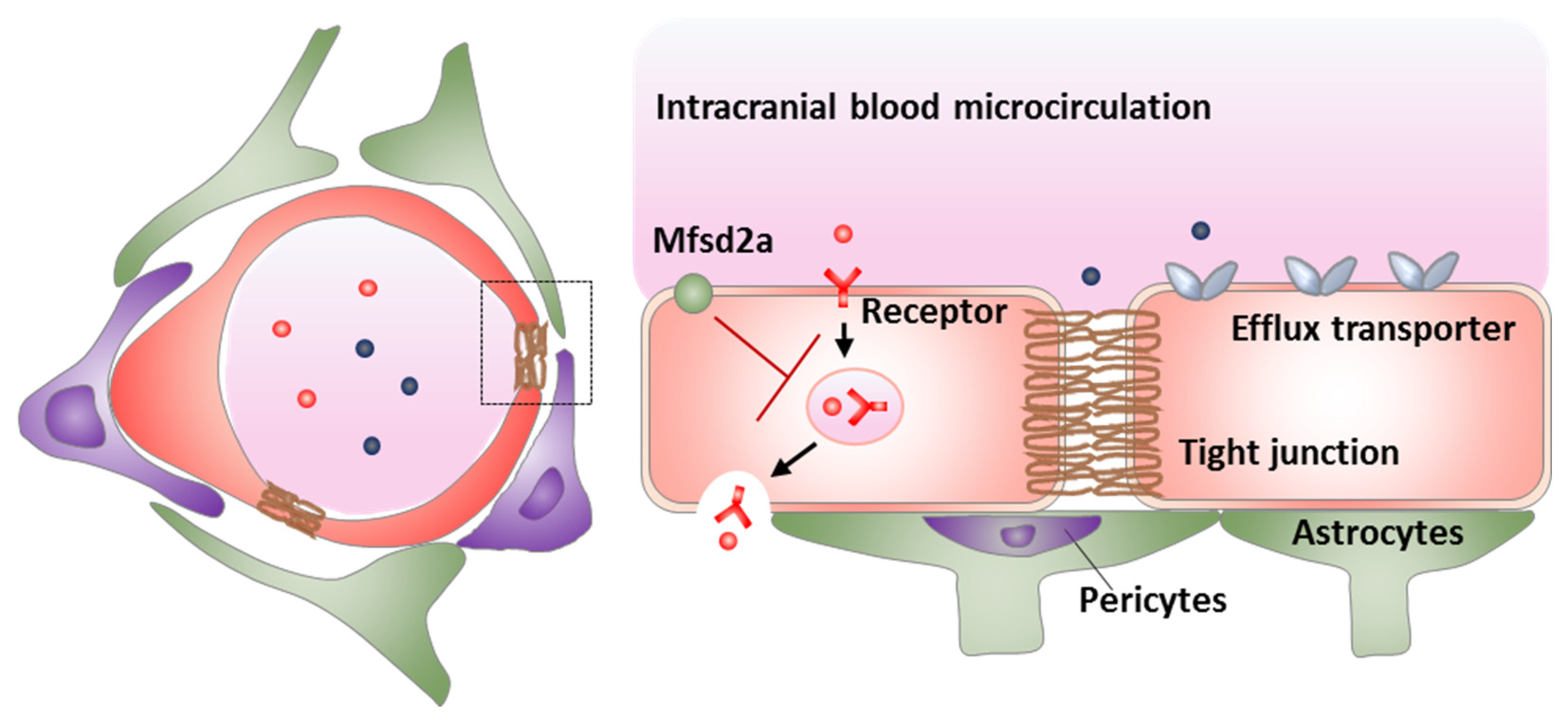 Pharmaceutics | Free Full-Text | Modulation of the Blood&ndash;Brain Barrier  for Drug Delivery to Brain