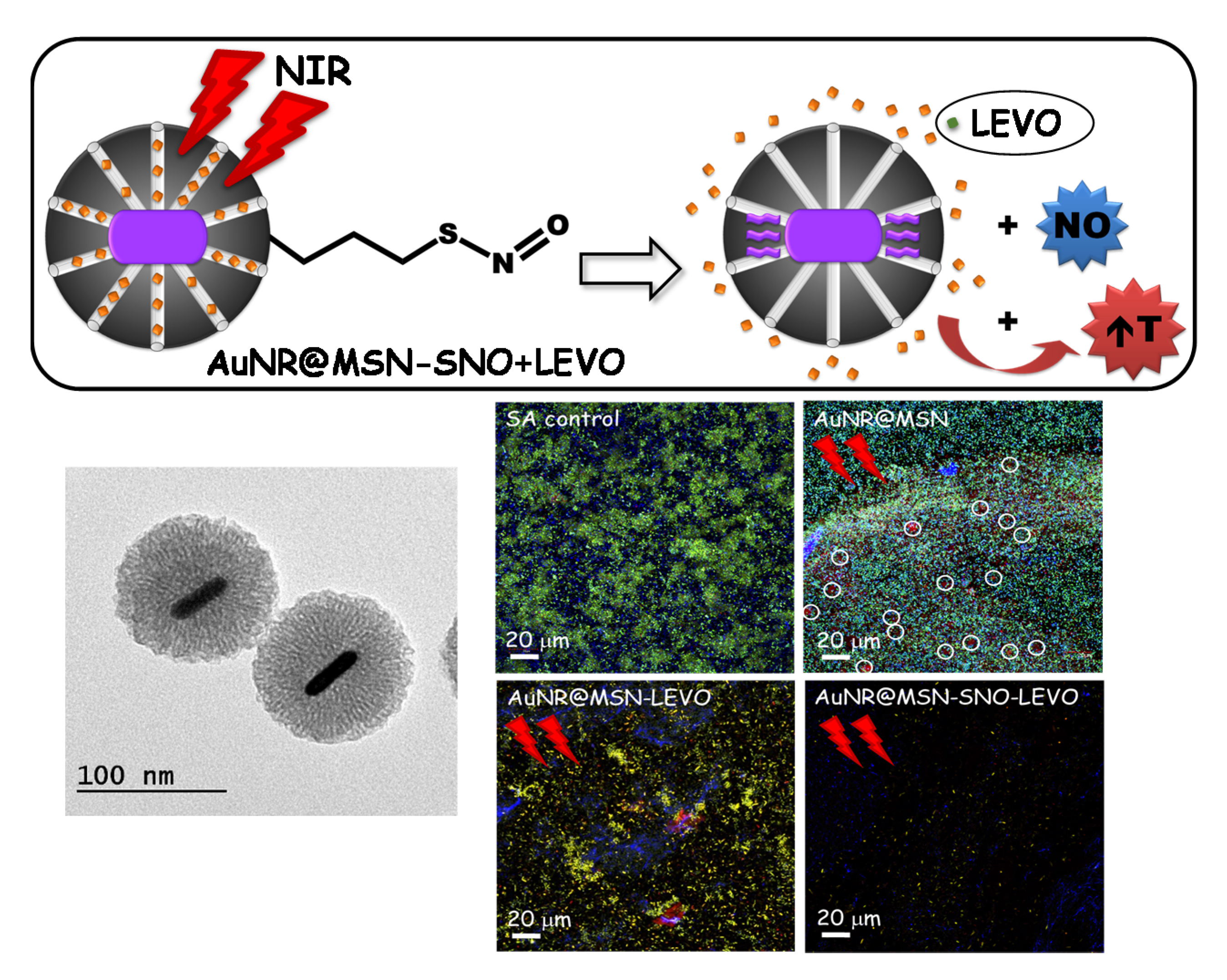 Pharmaceutics 13 02033 g009