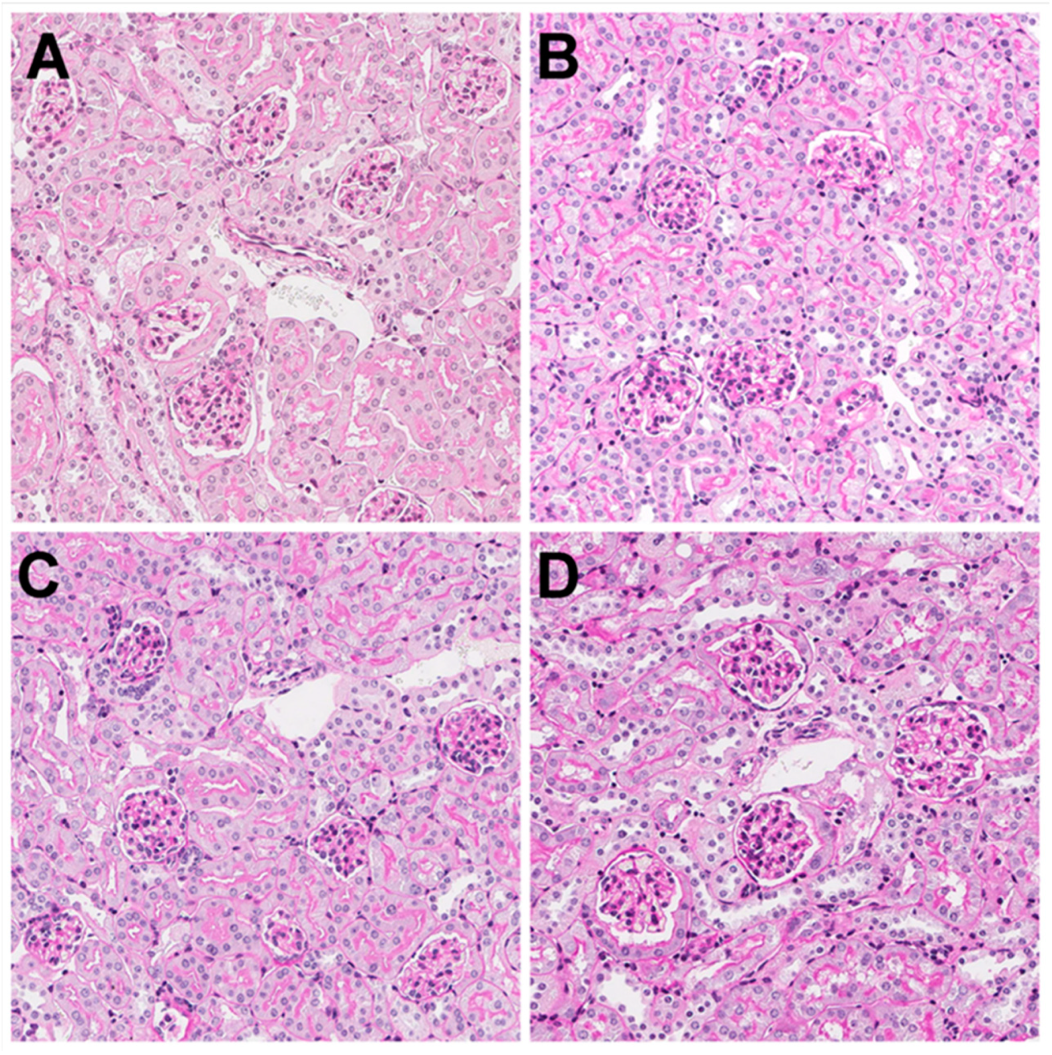 Pharmaceutics 13 02038 g006