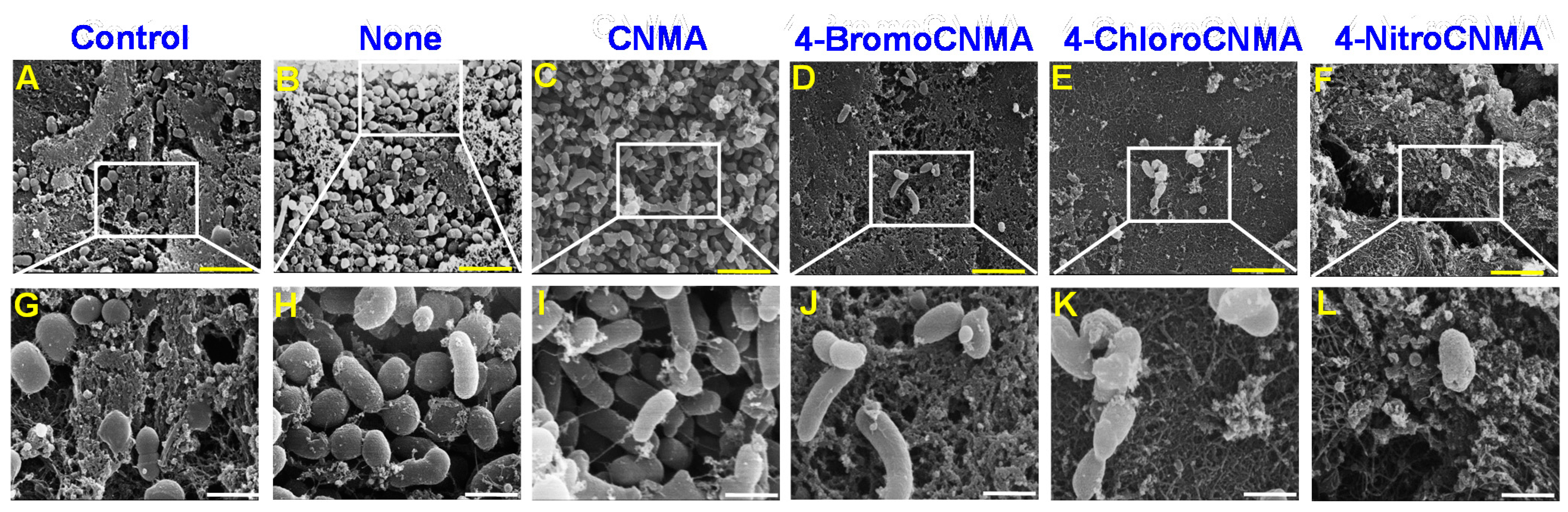 Pharmaceutics 13 02176 g005