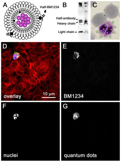 Triple artemisinin-based combination therapy (TACT): advancing malaria  control and eradication efforts, Malaria Journal