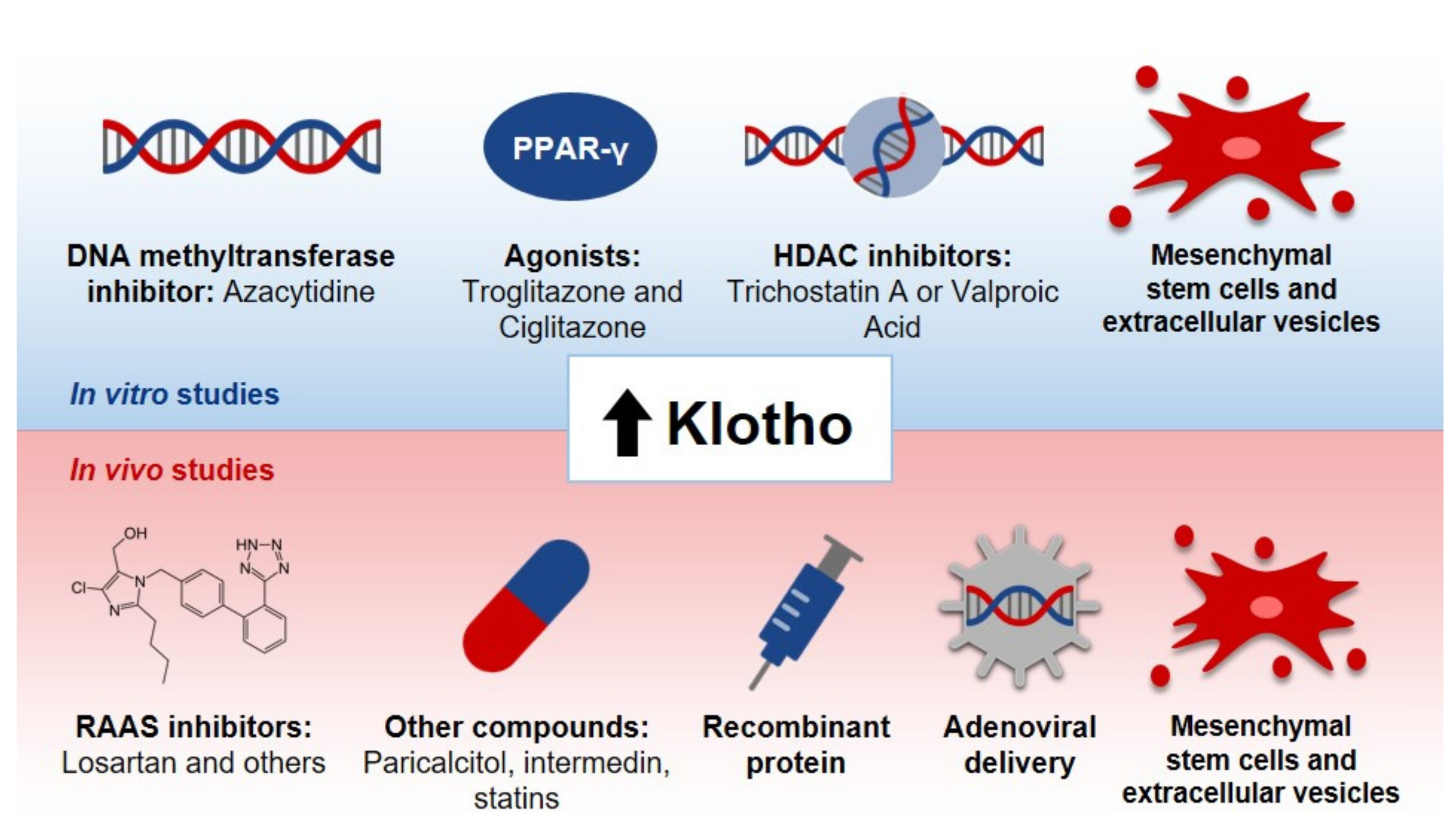 Pharmaceutics | Free Full-Text | Klotho and Mesenchymal Stem Cells: A  Review on Cell and Gene Therapy for Chronic Kidney Disease and Acute Kidney  Disease