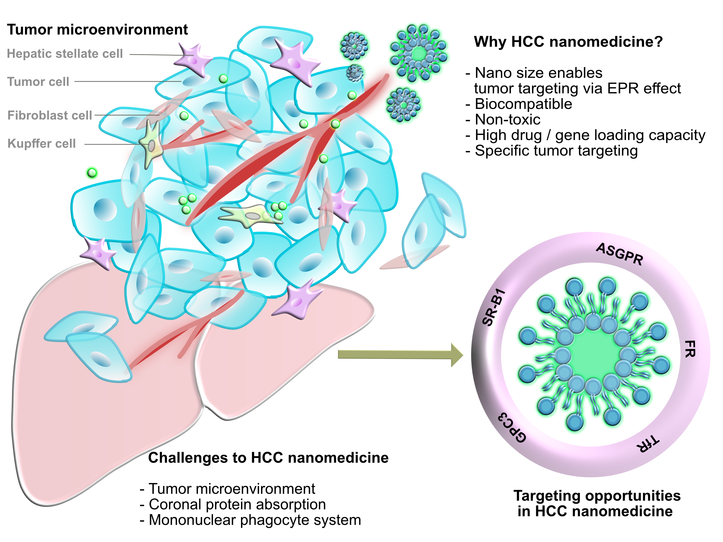 Pharmaceutics | Free Full-Text | Nanomedicine in Hepatocellular Carcinoma:  A New Frontier in Targeted Cancer Treatment | HTML