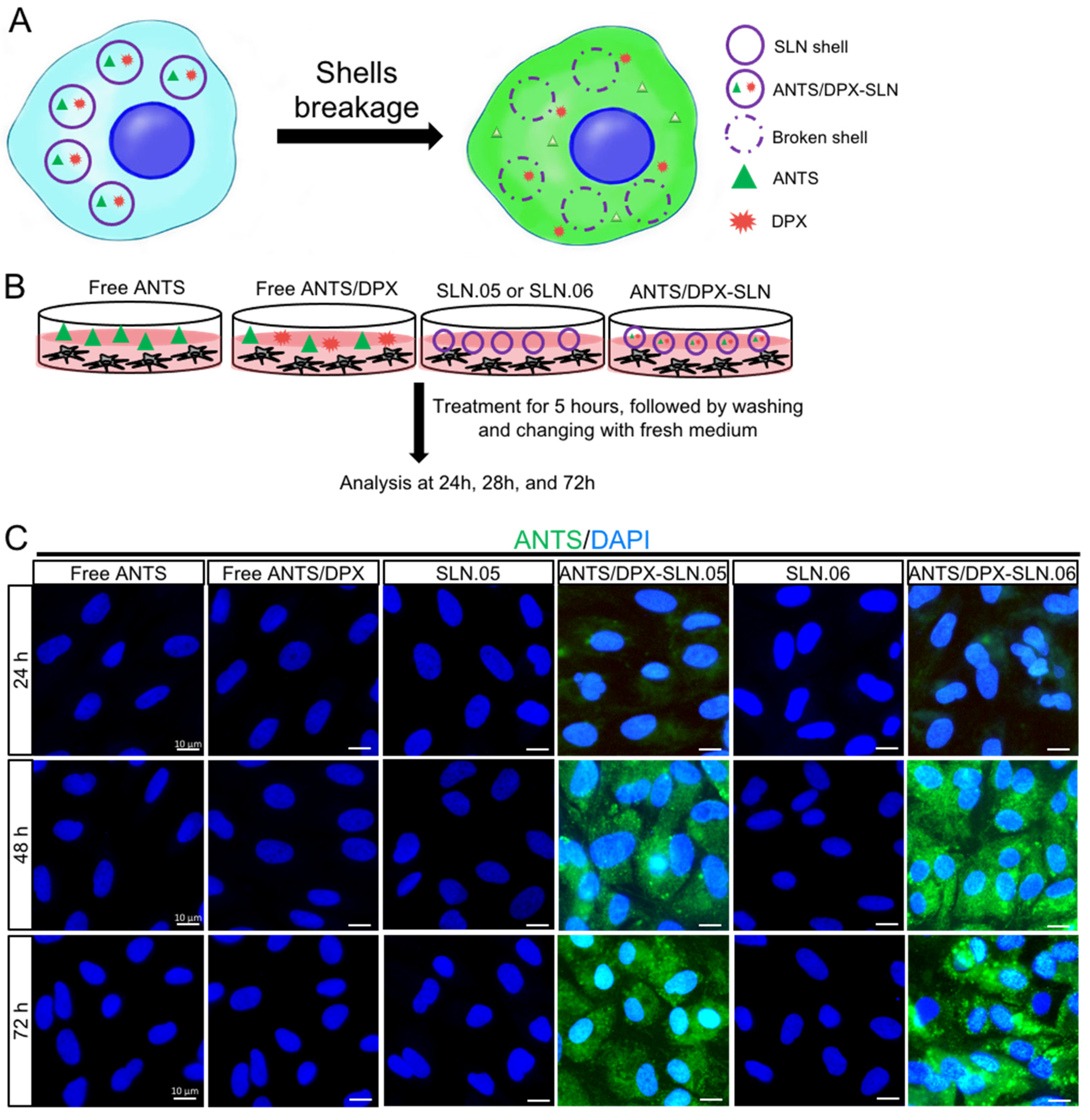 Pharmaceutics 14 00074 g007