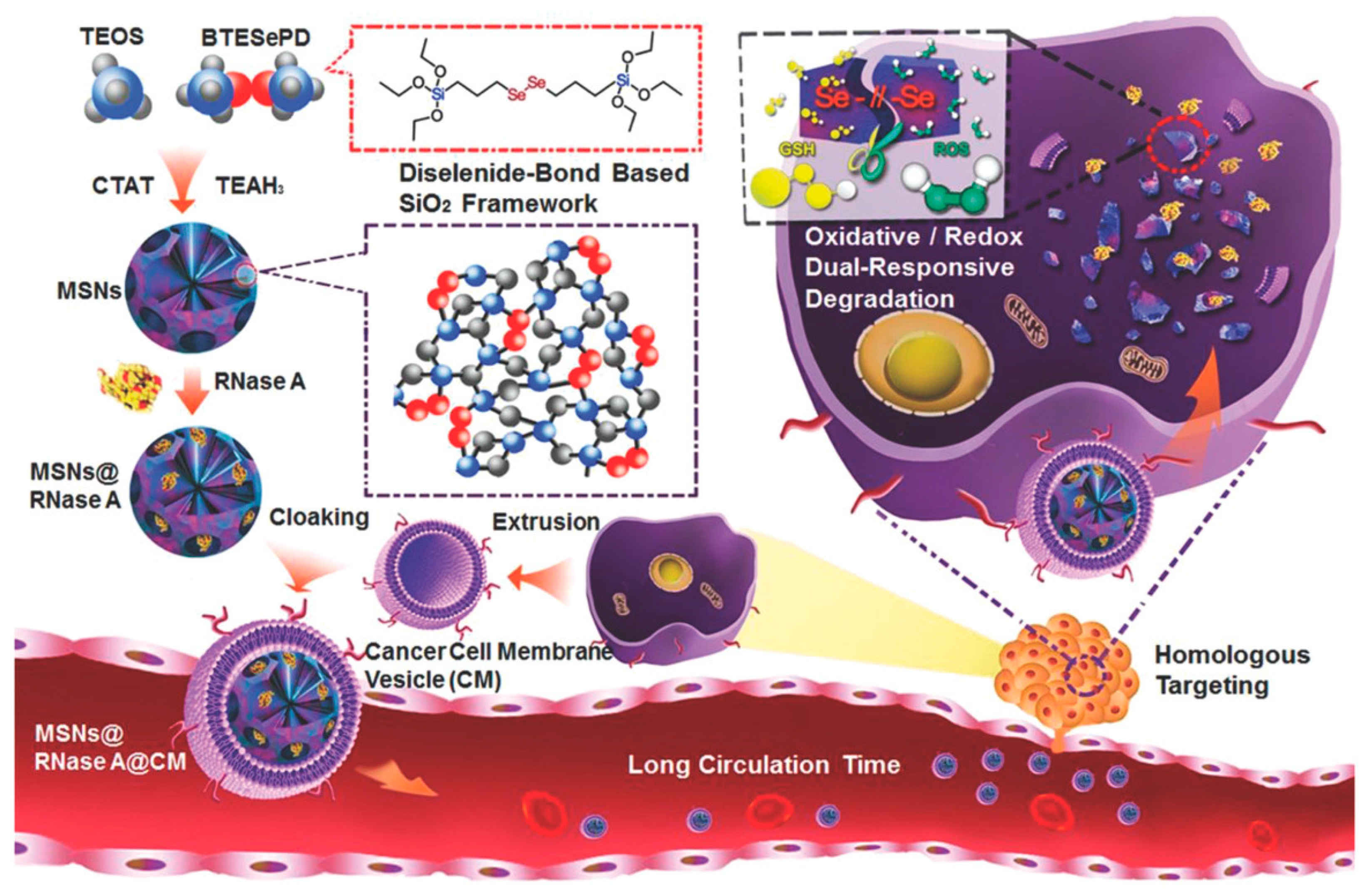 Pharmaceutics 14 00110 g004