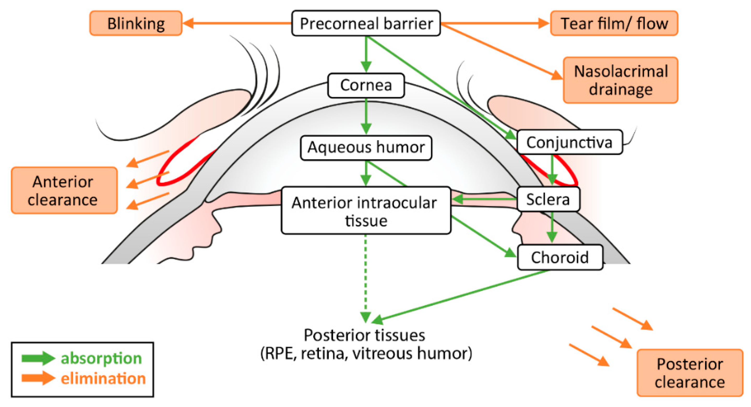 Pharmaceutics | Free Full-Text | Topical Drug Delivery to the