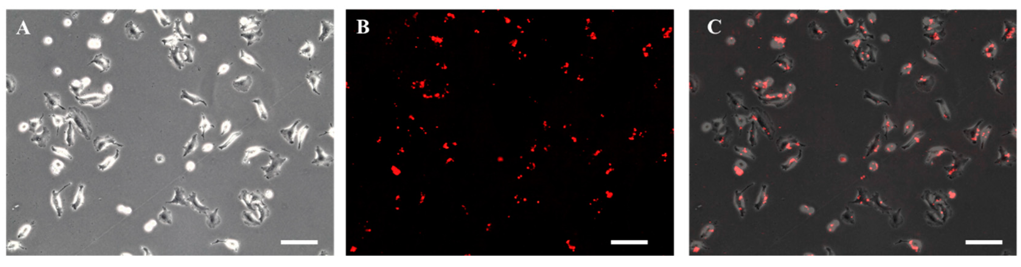 Pharmaceutics 14 00144 g005