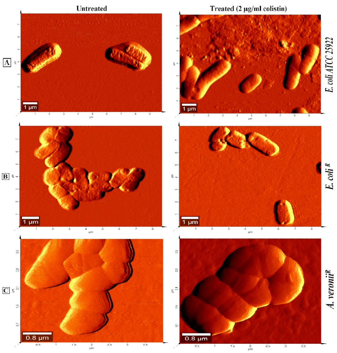 Pharmaceutics 14 00295 g004