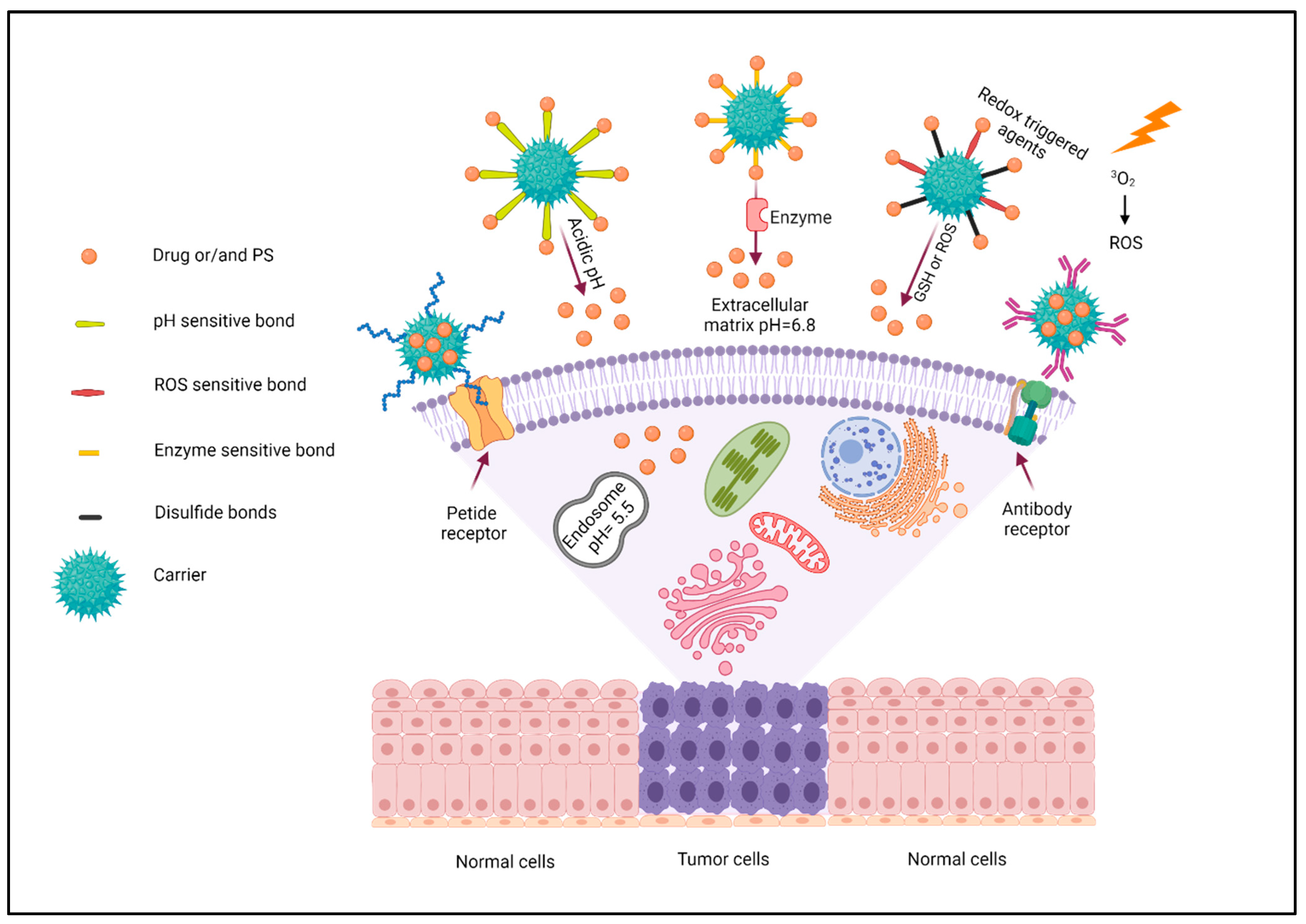 Pharmaceutics 14 00322 g011