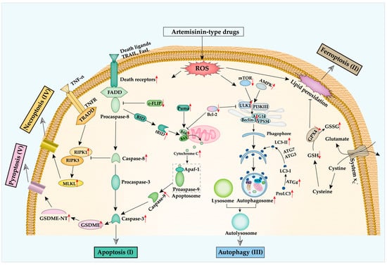 Artemisinin Project Report, Feasibility Study