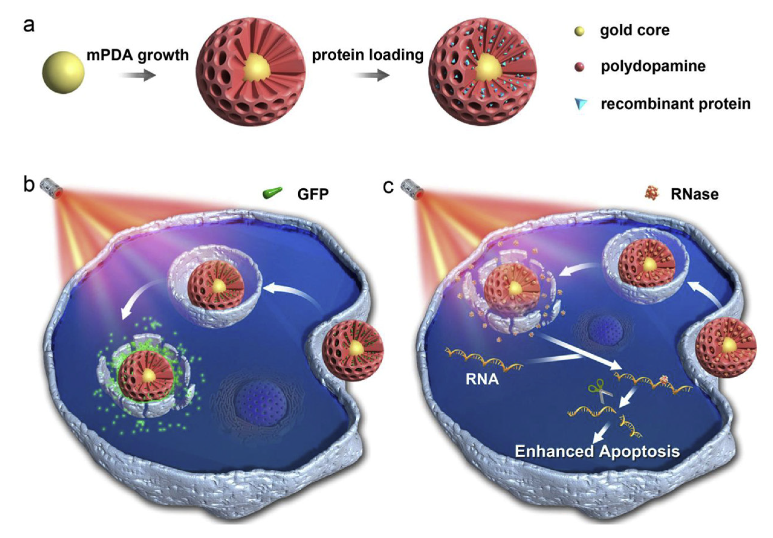 Pharmaceutics 14 00421 g010